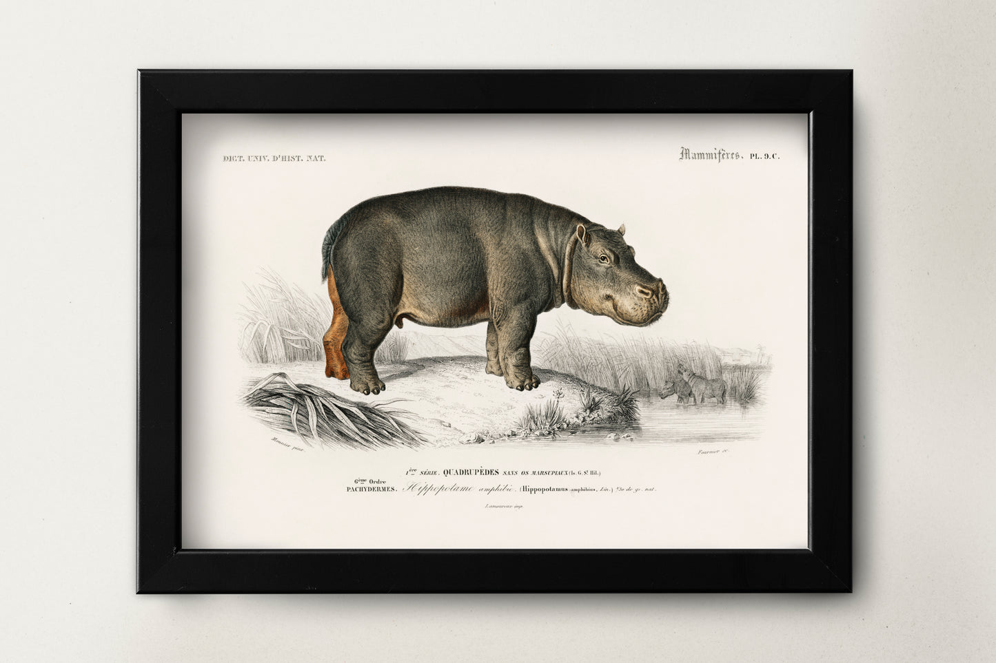 Hippopotamus Poster Wall Hanging Decor