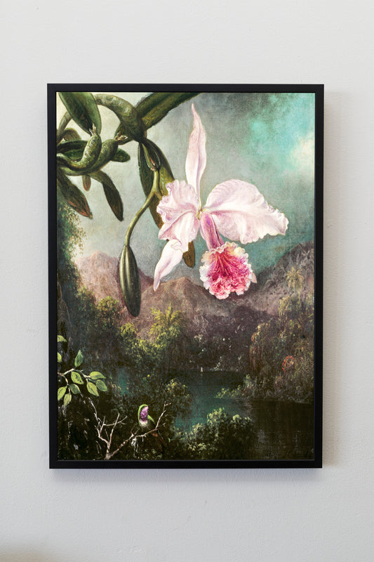 Orchid Blossoms (1873) by Martin Johnson Heade Poster Print Wall Hanging Decor