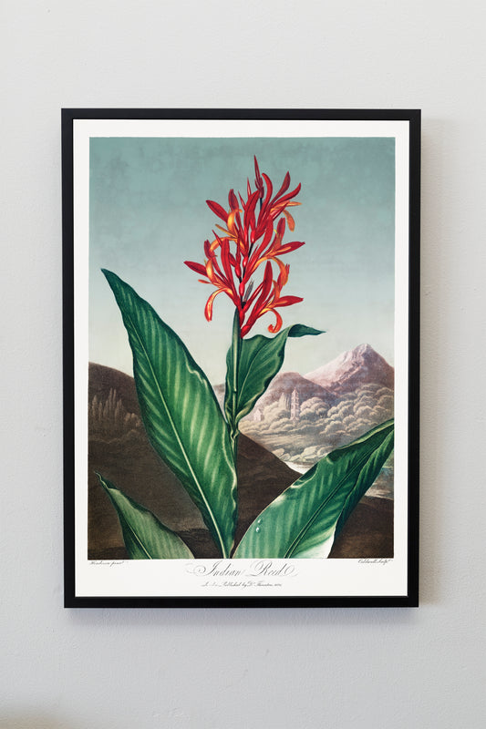 Indian Reed Flower Plant Botanical Poster Print Wall Hanging Decor