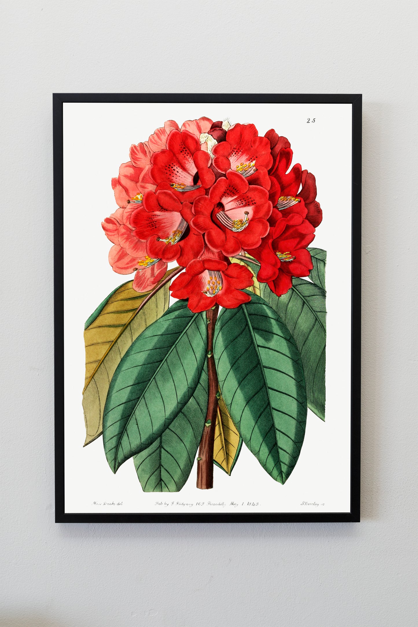 Rhododendron Rollissonii Plant Illustration Poster Print Wall Hanging Decor A4 A3 A2
