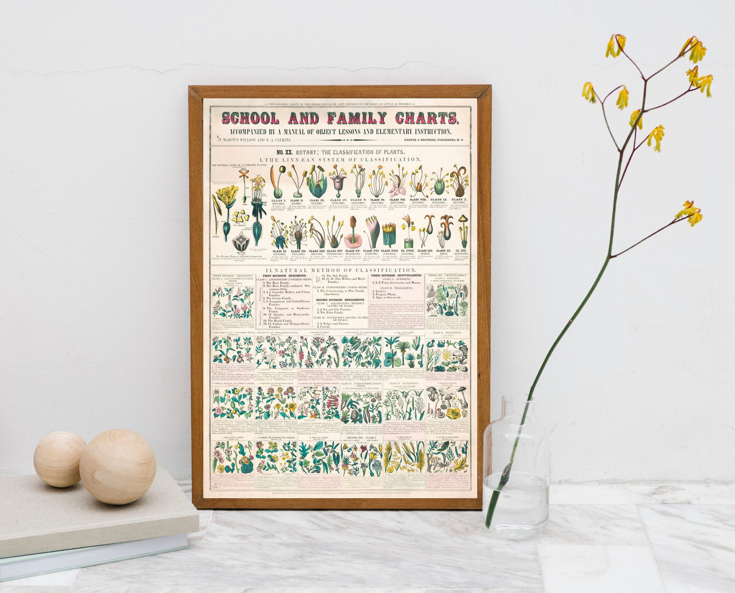 Botanical school and family chart forms of leaves, stems, roots, and flowers; botany; the classification of plants Poster Wall Hanging Decor