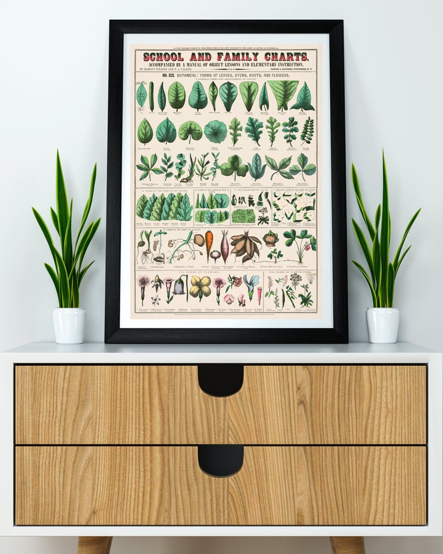 Botanical school and family chart forms of leaves, stems, roots, flowers; botany; the classification of plants Poster Wall Hanging Decor