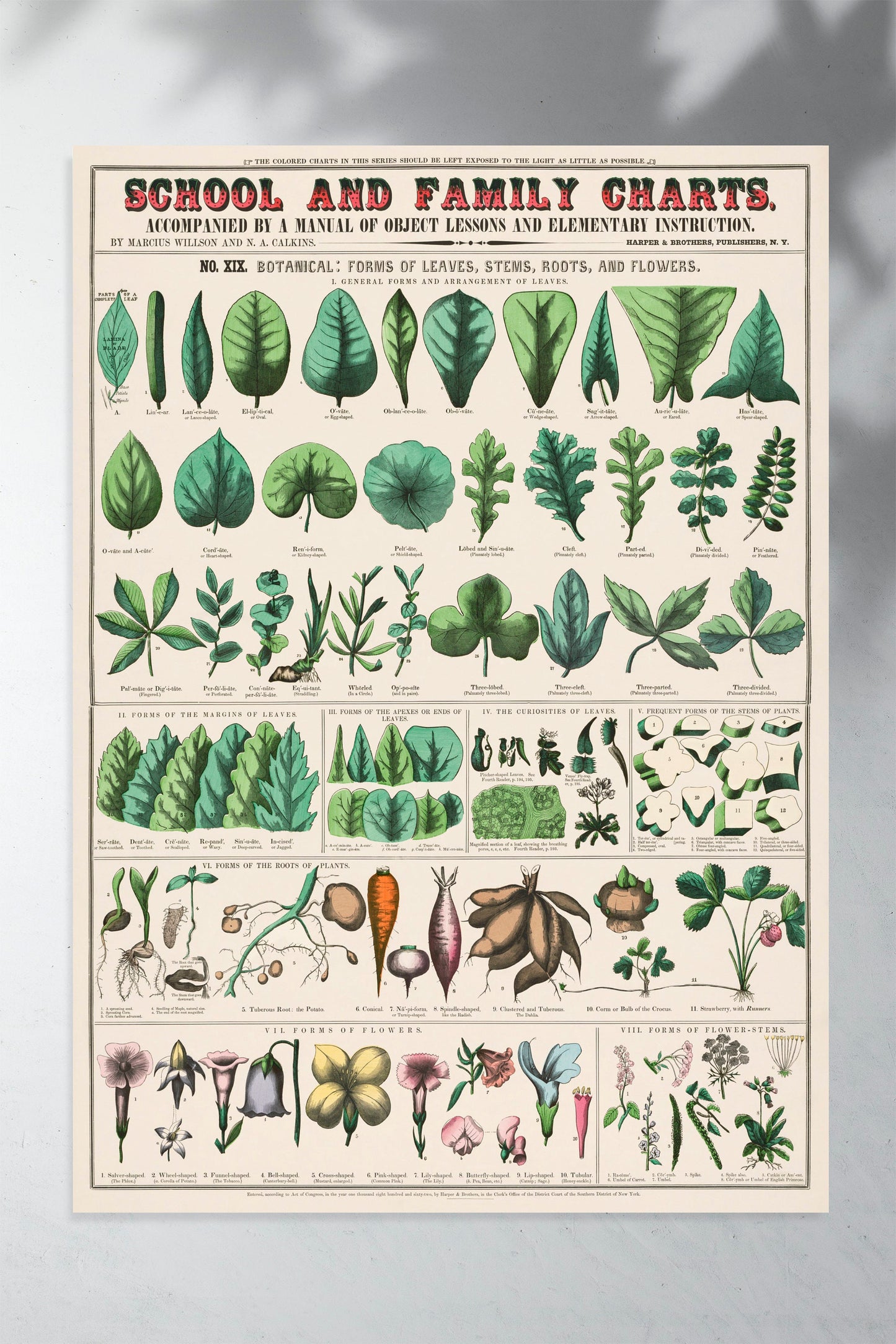 Botanical school and family chart forms of leaves, stems, roots, flowers; botany; the classification of plants Poster Wall Hanging Decor