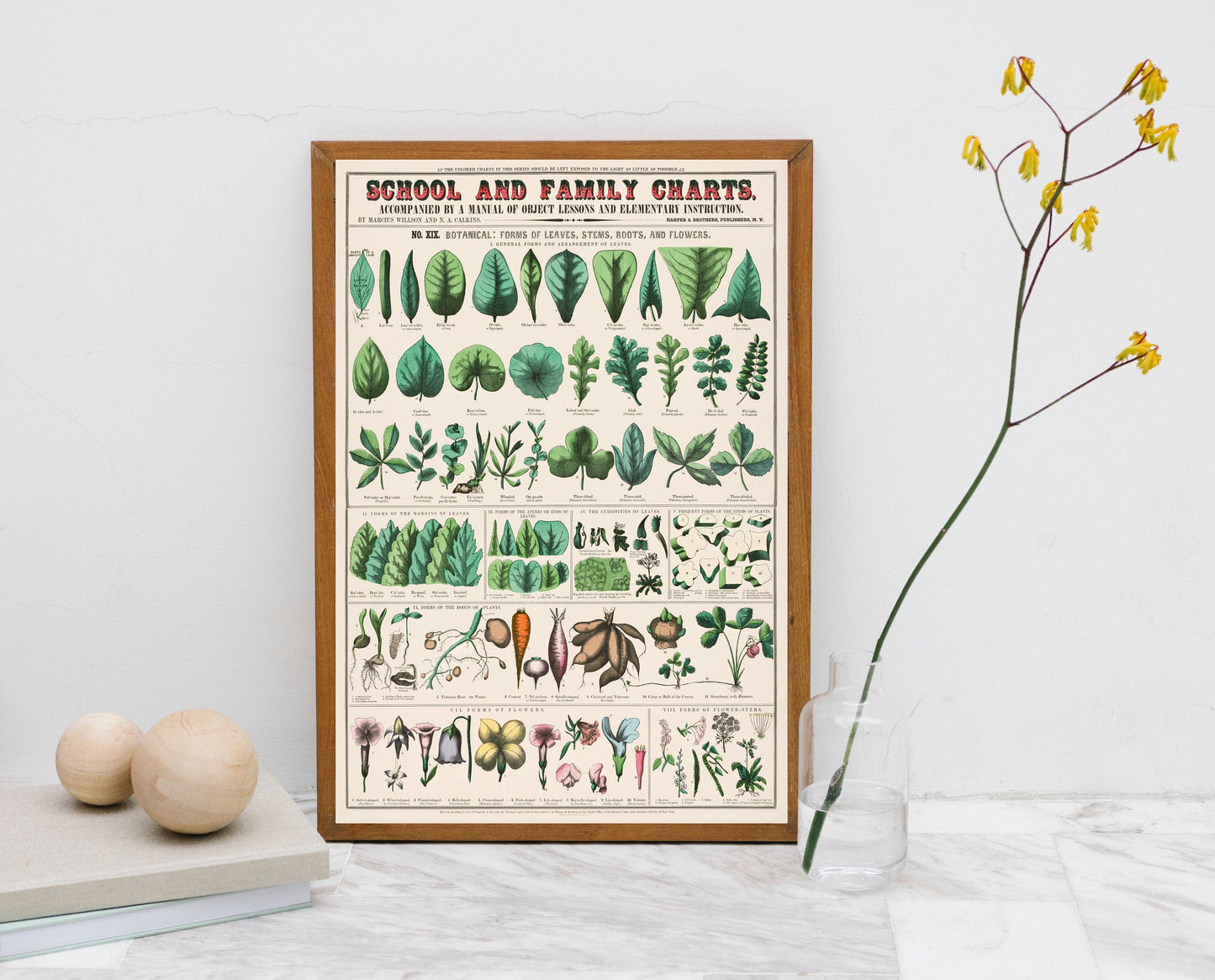 Botanical school and family chart forms of leaves, stems, roots, flowers; botany; the classification of plants Poster Wall Hanging Decor
