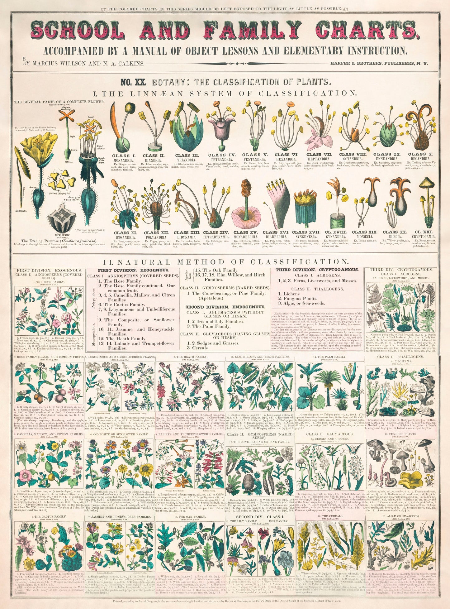 Botanical school and family chart forms of leaves, stems, roots, and flowers; botany; the classification of plants Poster Wall Hanging Decor