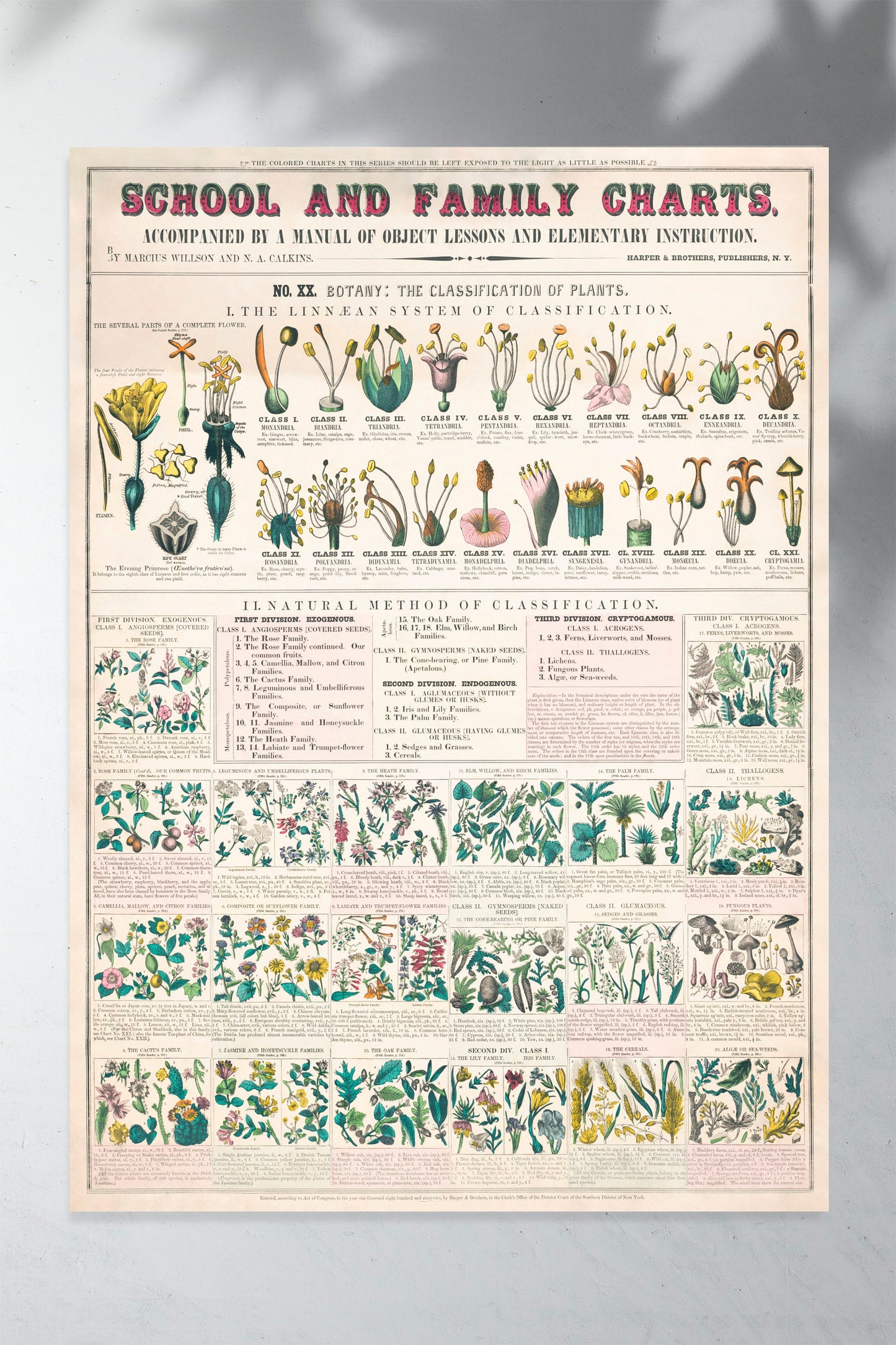 Botanical school and family chart forms of leaves, stems, roots, and flowers; botany; the classification of plants Poster Wall Hanging Decor