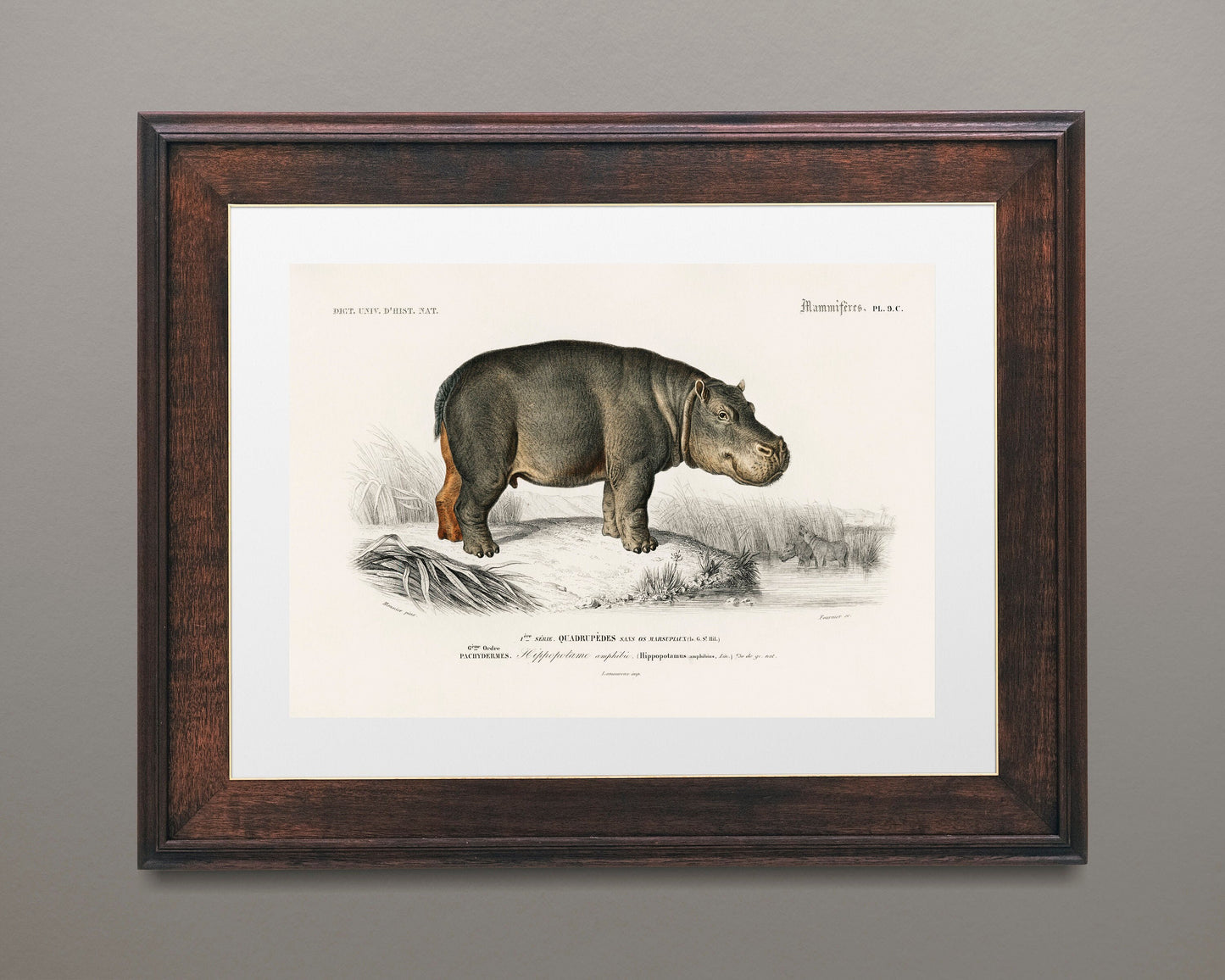 Hippopotamus Poster Wall Hanging Decor