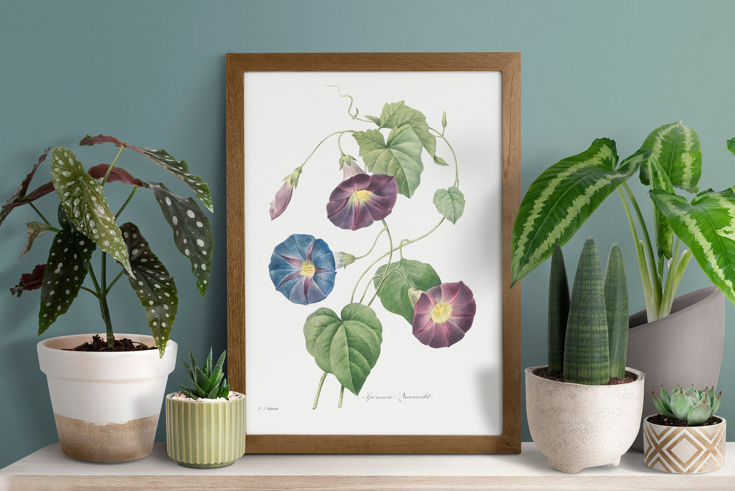 Auricula Flower Poster Illustration Print Wall Hanging Decor