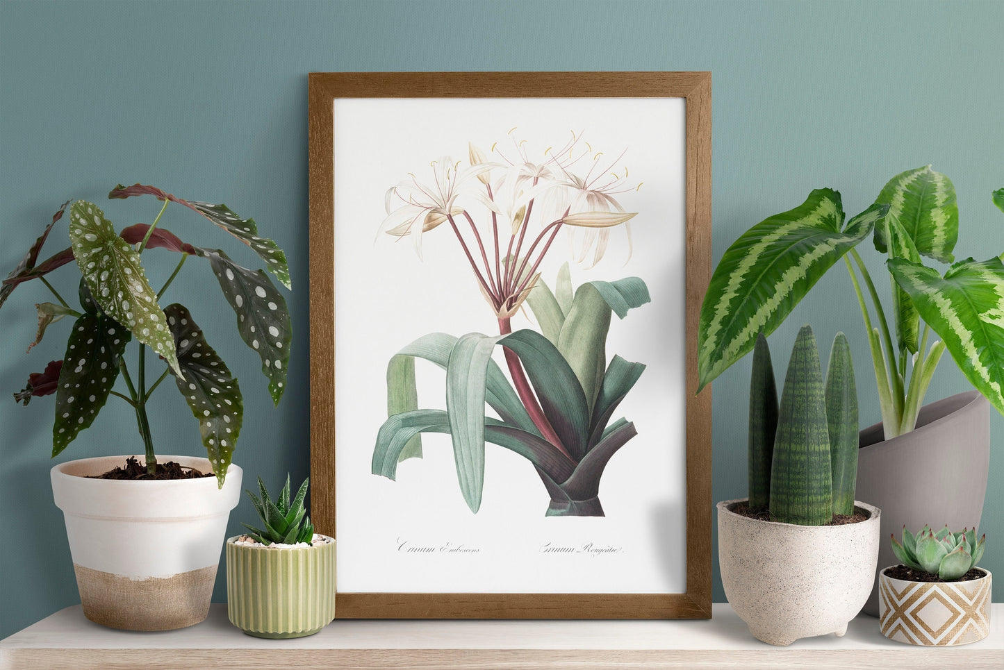 Crinum erubescens flower illustration from Les liliacées (1805) by Pierre-Joseph Redouté Poster Print Wall Hanging Decor A4 A2 A3
