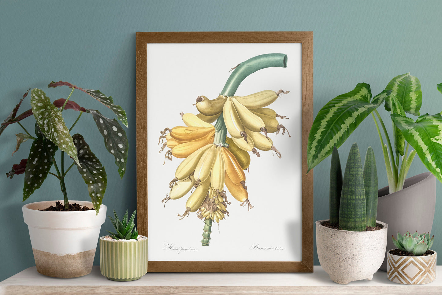 Banana illustration from Les liliacées (1805) by Pierre-Joseph Redouté Poster Print Wall Hanging Decor A4 A3 A2