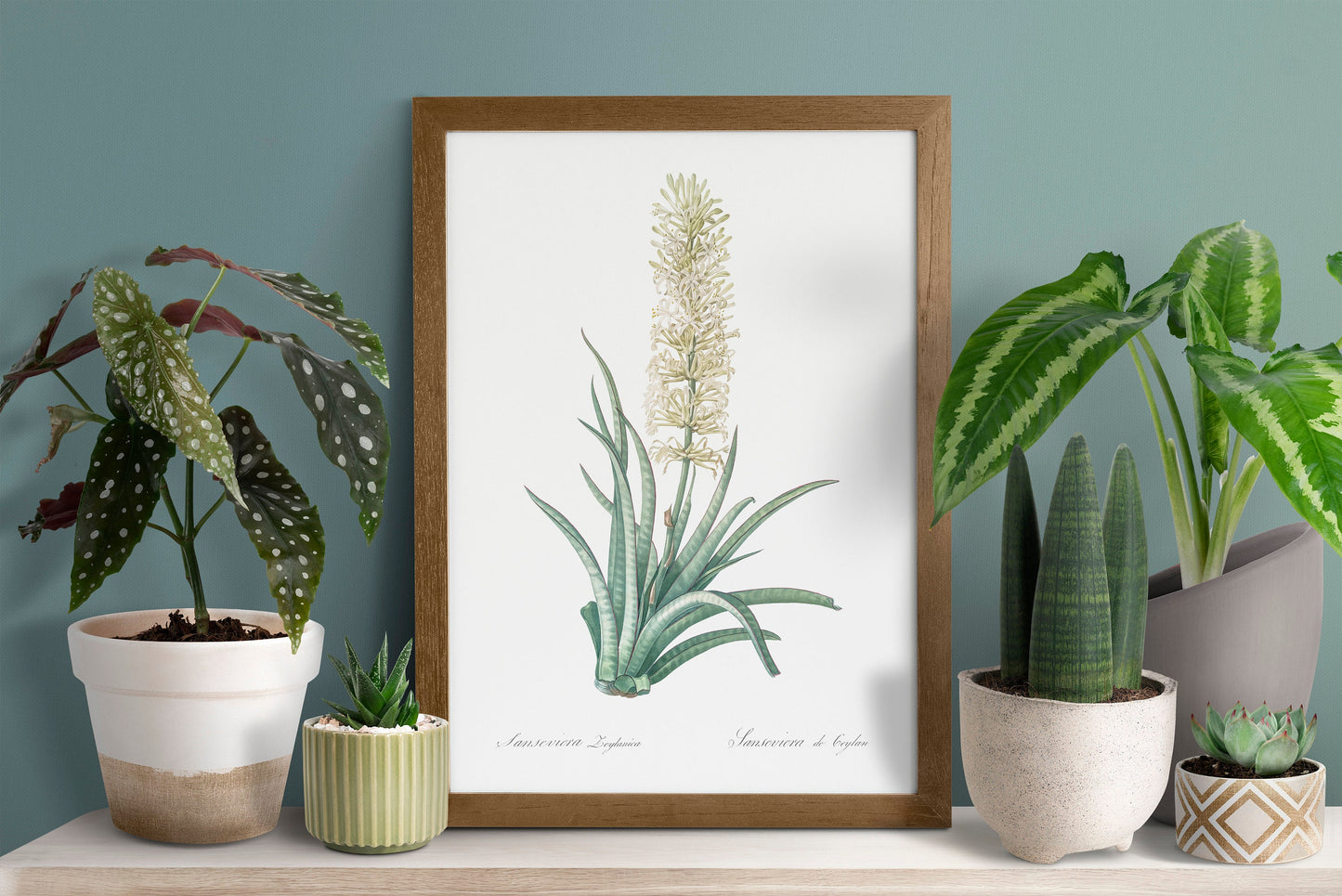 Snake plant illustration Poster Print Wall Hanging Decor