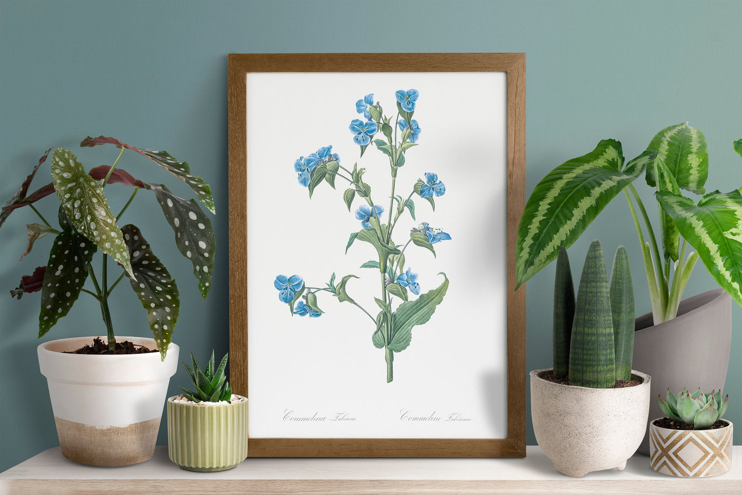 Commelina tuberosa flower illustration Poster Print Wall Hanging Decor