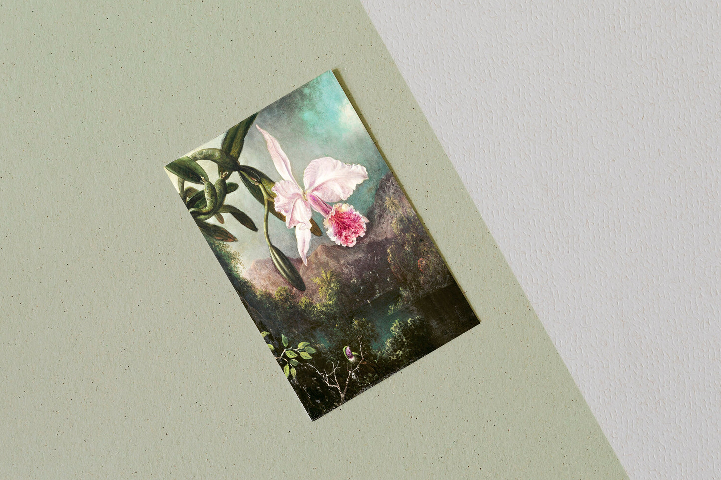 Orchid Blossoms (1873) by Martin Johnson Heade Poster Print Wall Hanging Decor