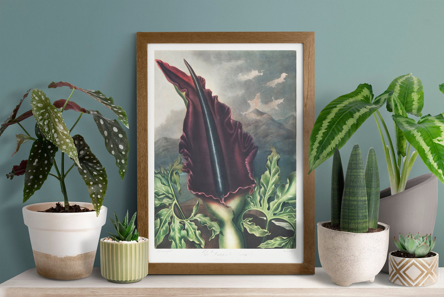 The Dragon Arum Flower Plant Botanical Poster Print Wall Hanging Decor