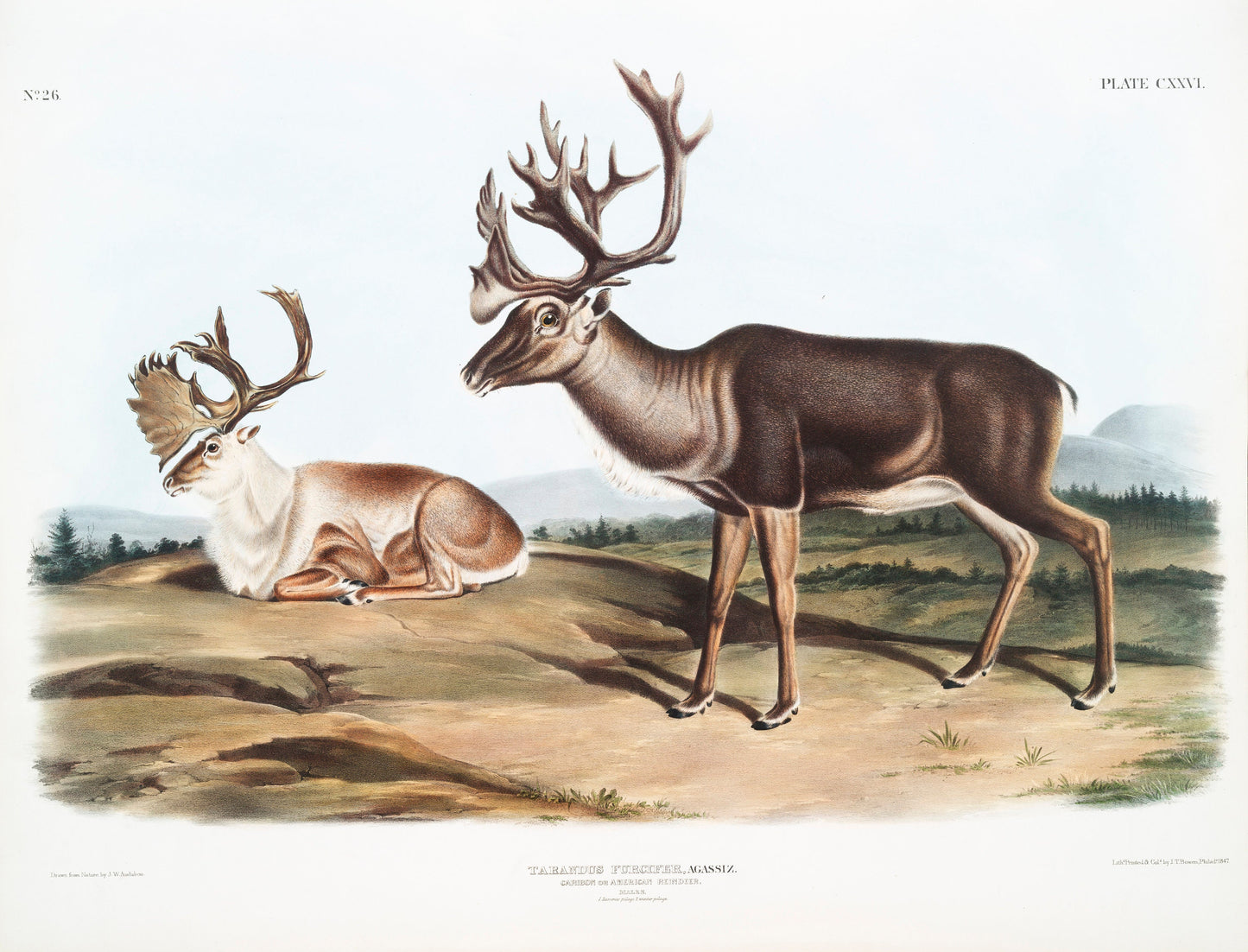 Reindeer Illustration Poster Print Wall Hanging Decor A4 A3 A2 .