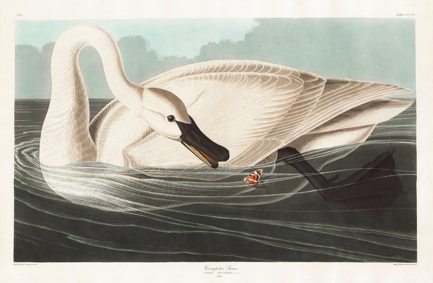 Trumpeter Swan from Birds of America by John James Audubon Poster Print Wall Hanging Decor A4 A3 A2