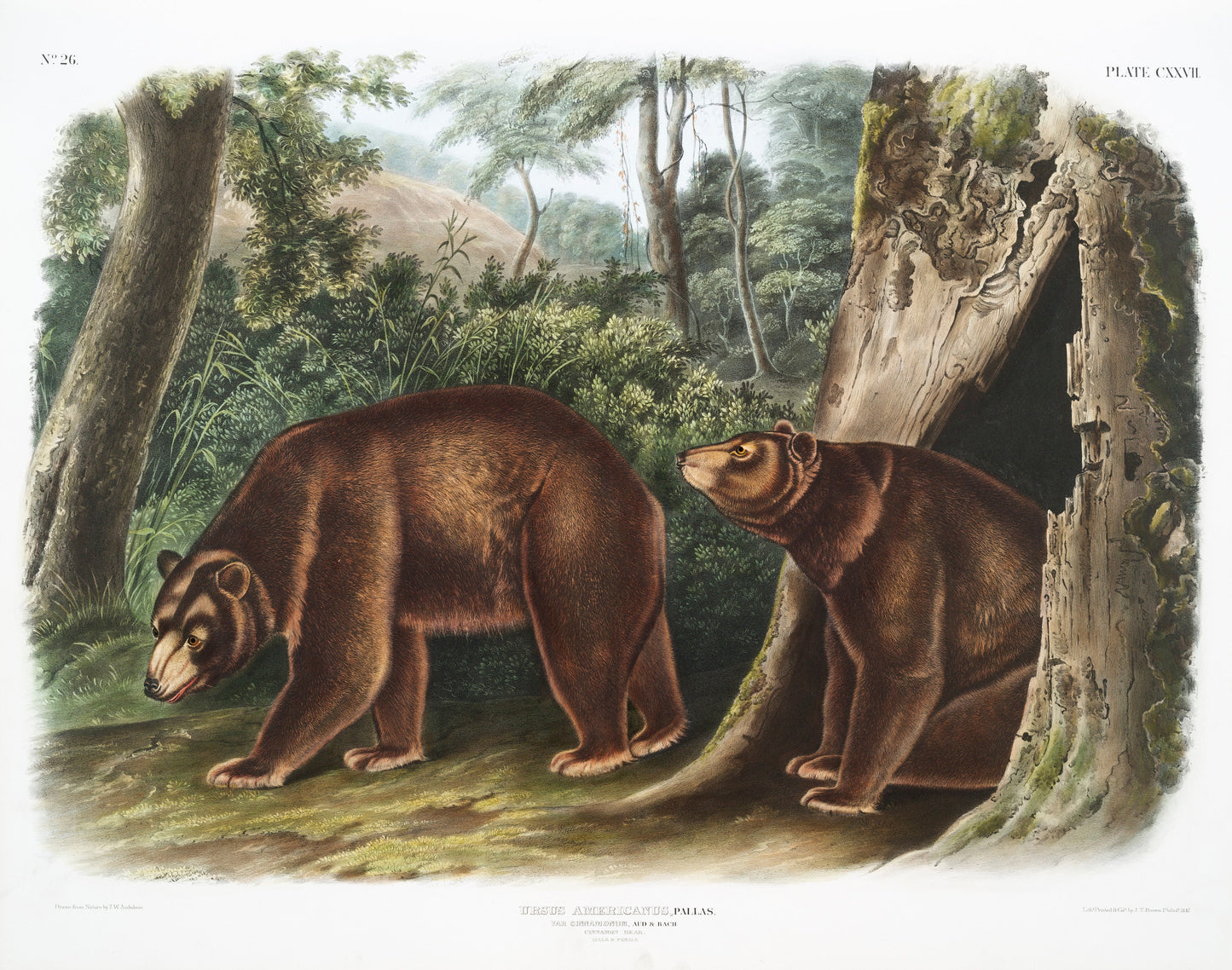 Cinnamon Bear Illustration Poster Print Wall Hanging Decor A4 A3 A2