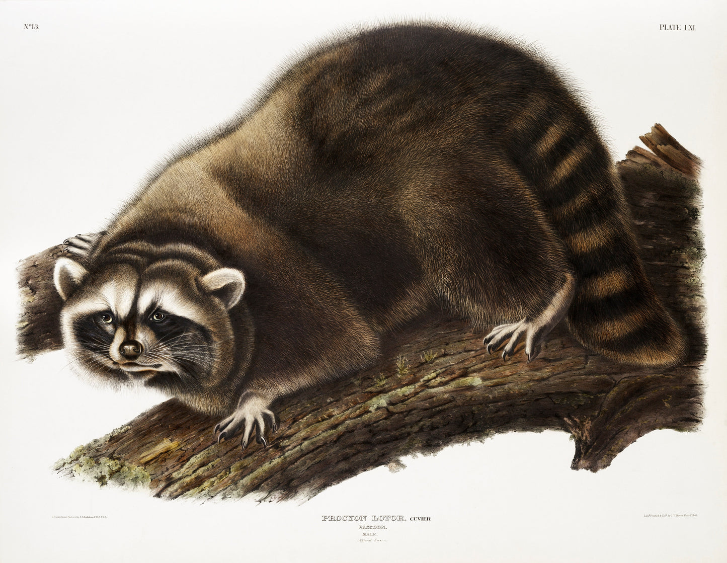 Raccoon Illustration Poster Print Wall Hanging Decor A4 A3 A2