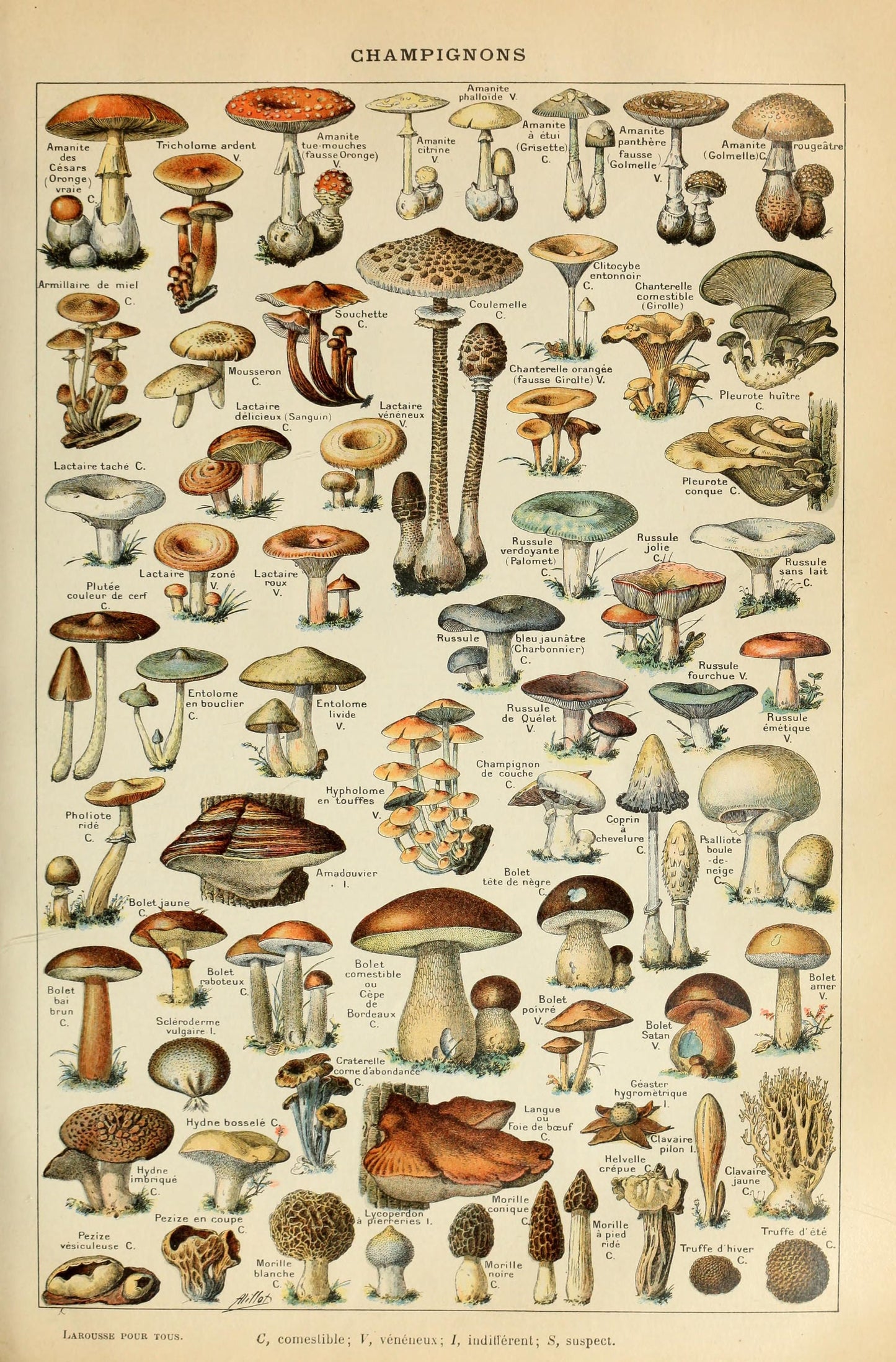 Mushrooms Prints Fungi Art Chart of Mushroom varieties Illustration Adolphe Milot Poster Print Wall Hanging Decor A4 A3 A2
