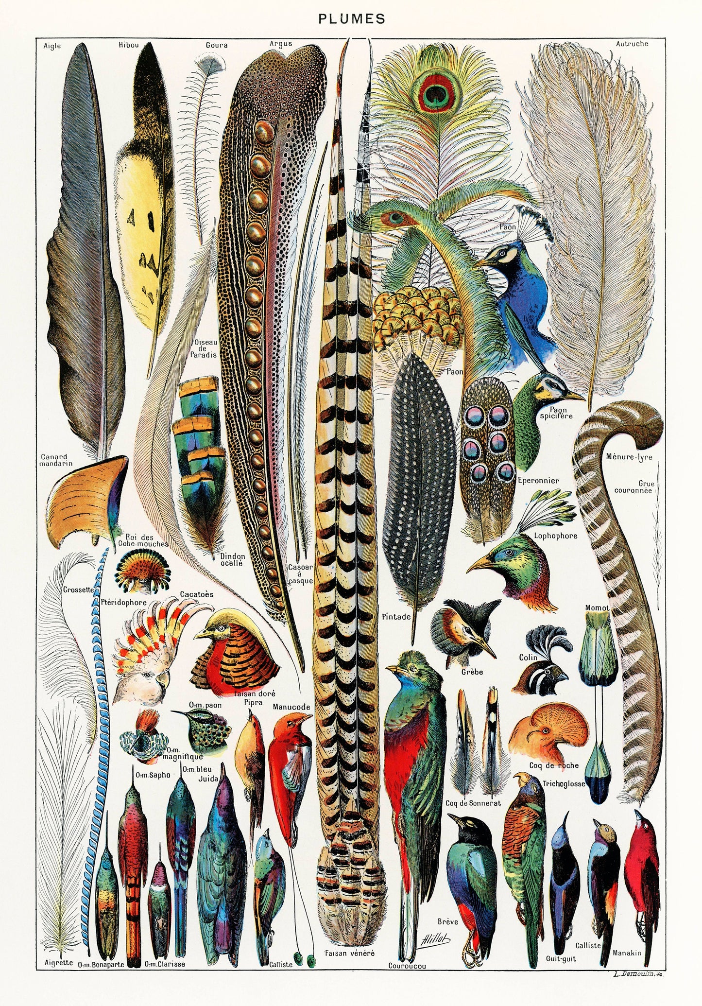 Plumes Feathers by Adolphe Millot Illustration Poster Print Wall Hanging Decor A4 A3 A2