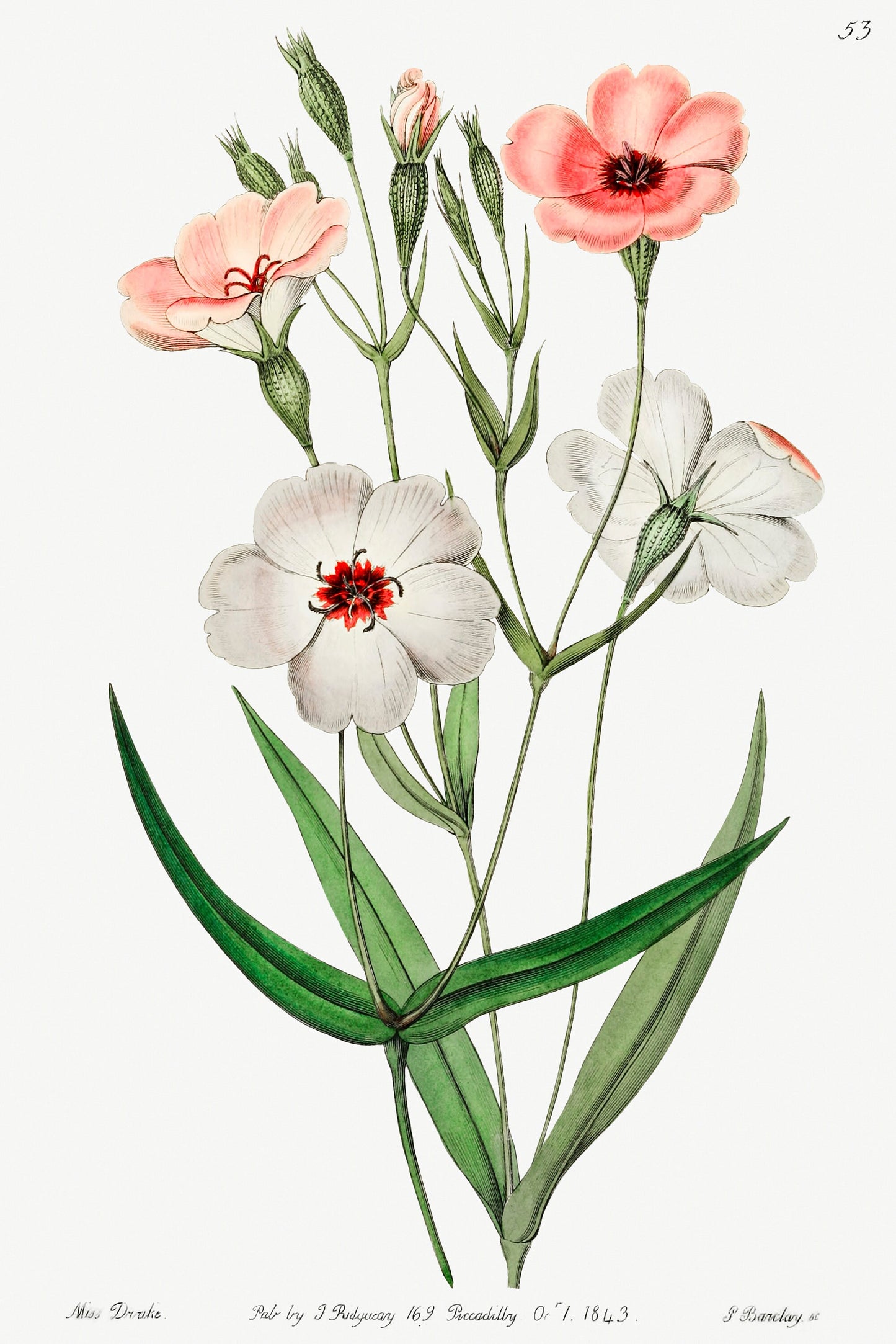 Dark-eyed viscaria Flower Illustration Poster Illustration Print Wall Hanging Decor A4 A3 A2