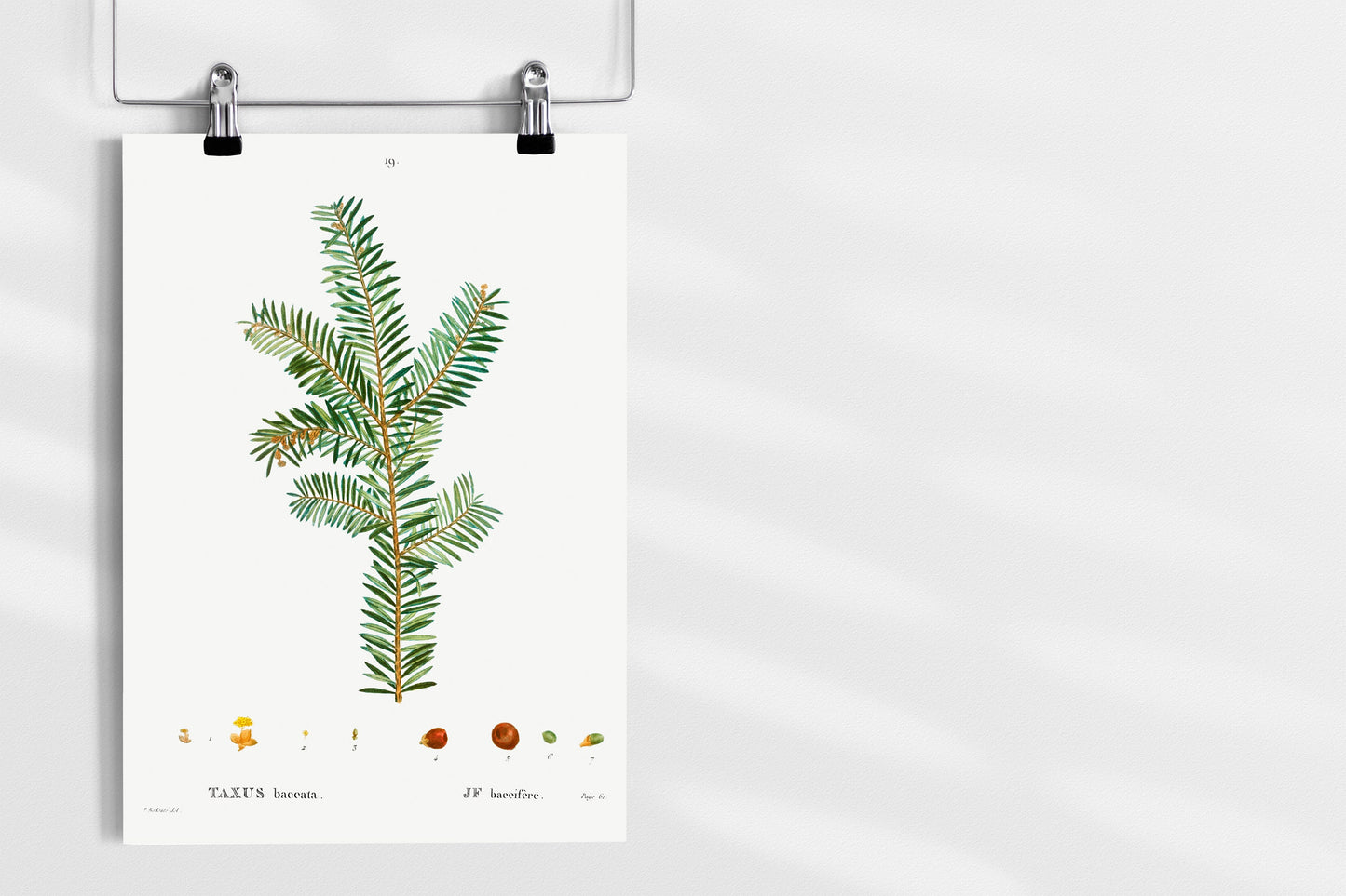 English Yew (Taxus baccata) Tree Illustration Poster Print Wall Hanging Decor A4 A3 A2