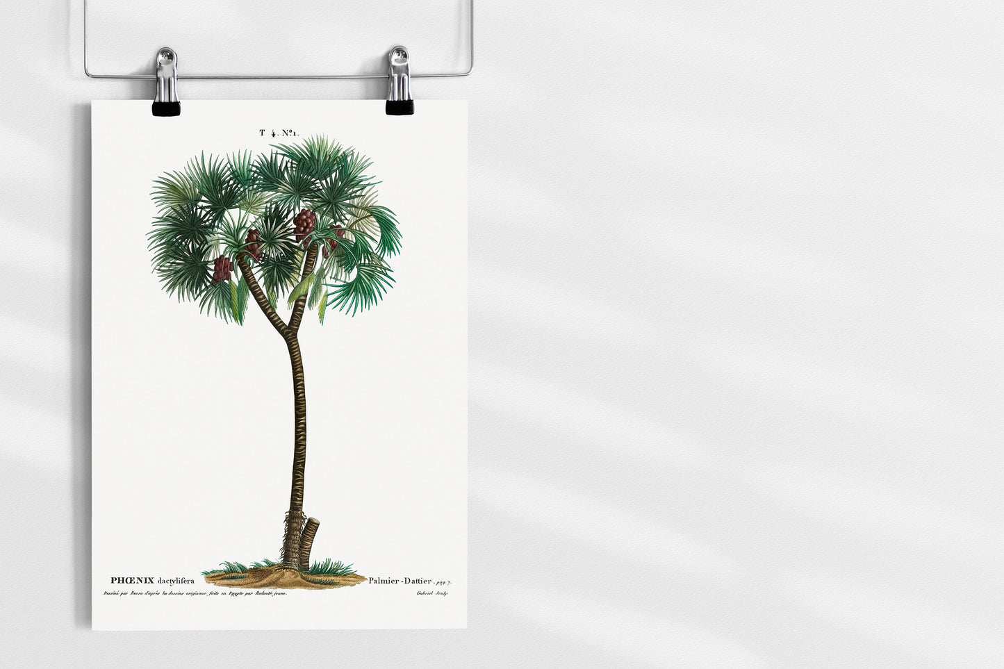 Date palm (Phoenix dactylifera) Tree Illustration Poster Print Wall Hanging Decor A4 A3 A2
