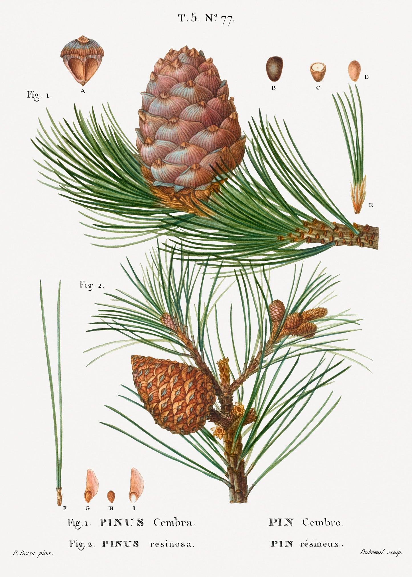 Swiss Pine Illustration Poster Print Wall Hanging Decor A4 A3 A2
