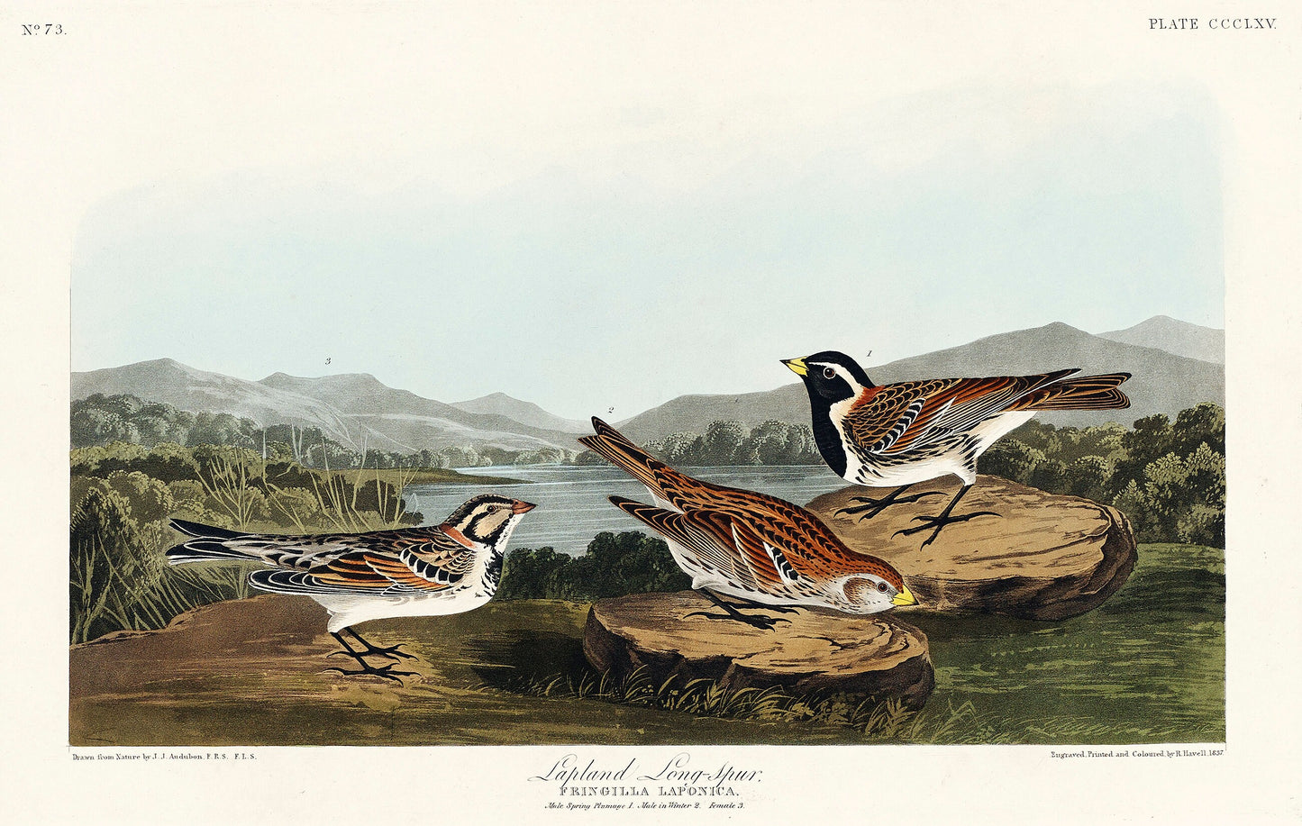 Lapland Long-spur from Birds of America by John James Audubon Poster Print Illustration Wall Hanging Decor A4 A3 A2