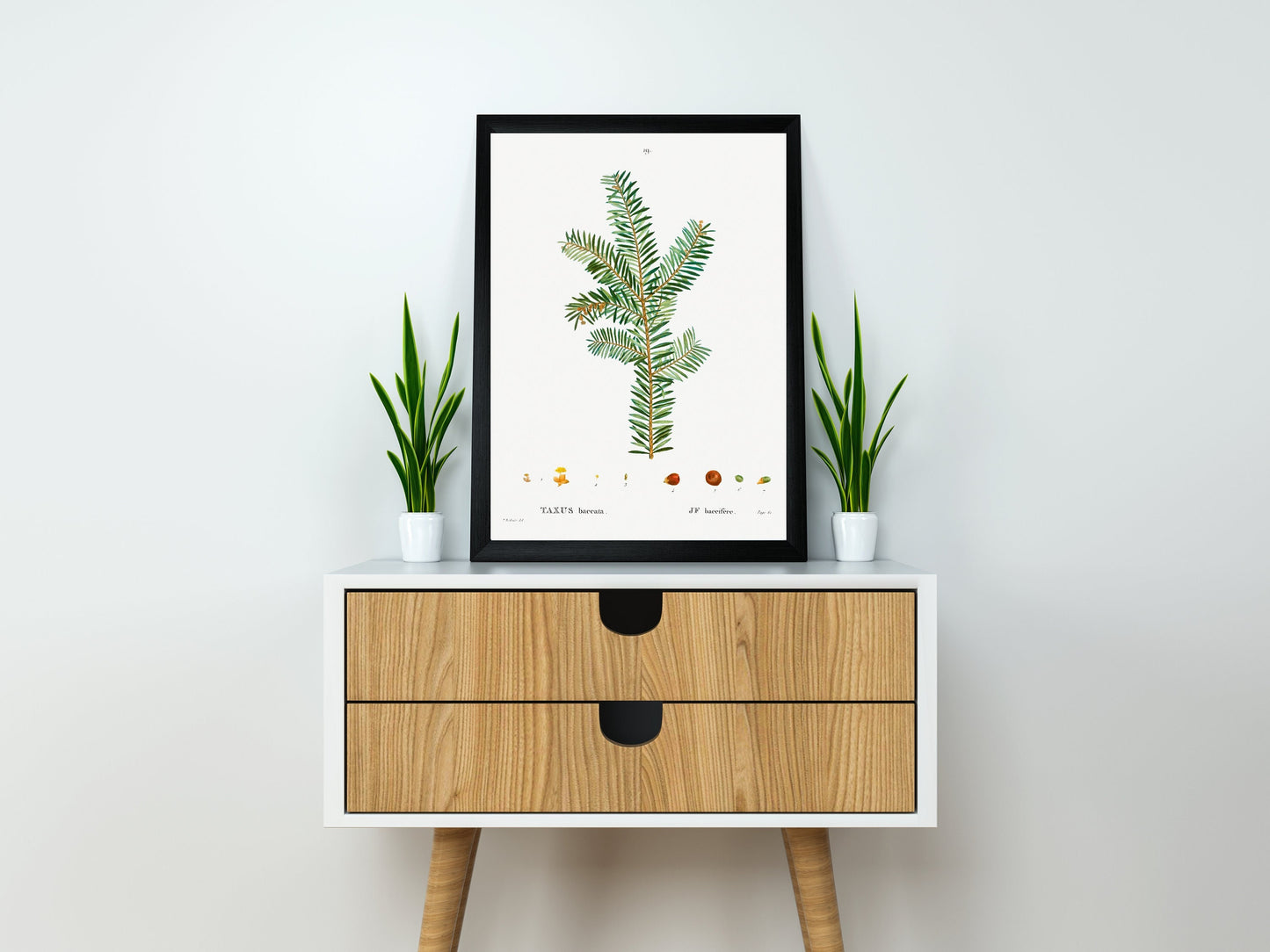 English Yew (Taxus baccata) Tree Illustration Poster Print Wall Hanging Decor A4 A3 A2