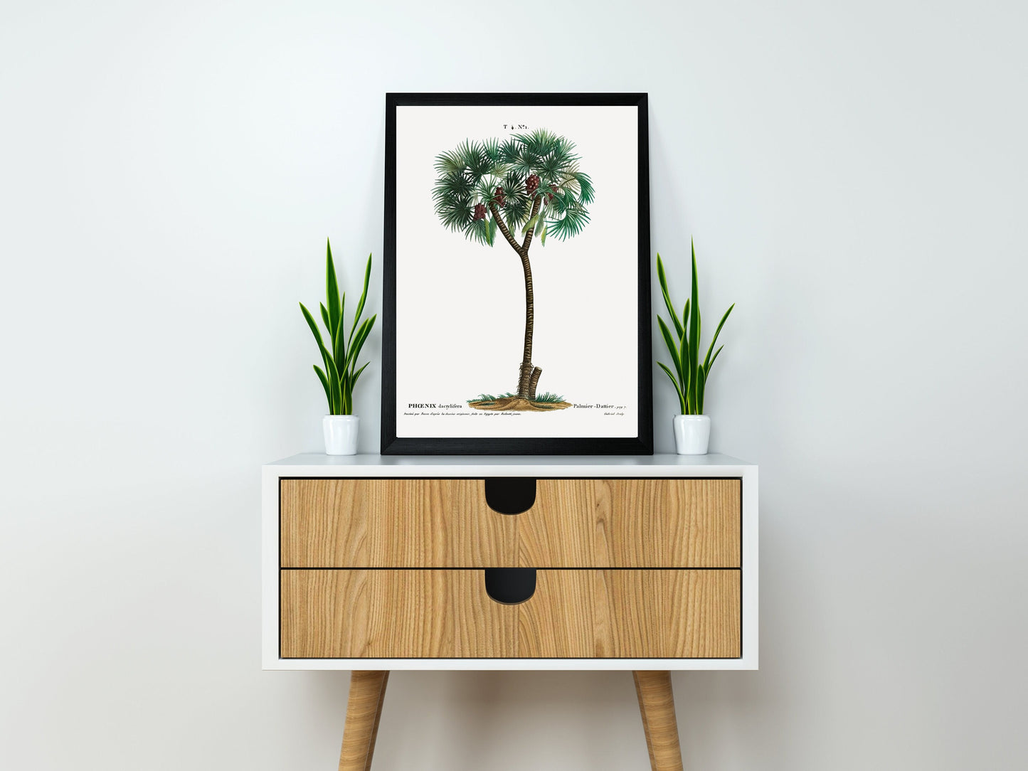 Date palm (Phoenix dactylifera) Tree Illustration Poster Print Wall Hanging Decor A4 A3 A2