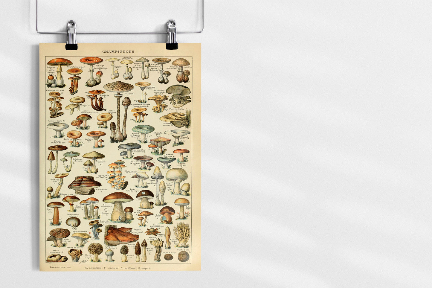 Mushrooms Prints Fungi Art Chart of Mushroom varieties Illustration Adolphe Milot Poster Print Wall Hanging Decor A4 A3 A2