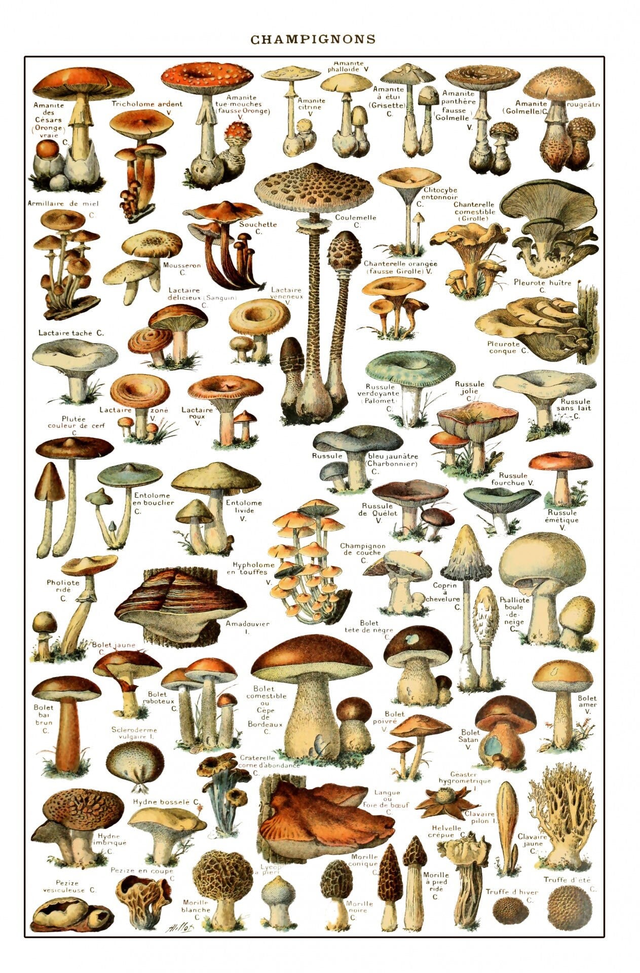 Mushrooms Prints Fungi Art Chart of Mushroom varieties Illustration Adolphe Milot Poster Print Wall Hanging Decor A4 A3 A2