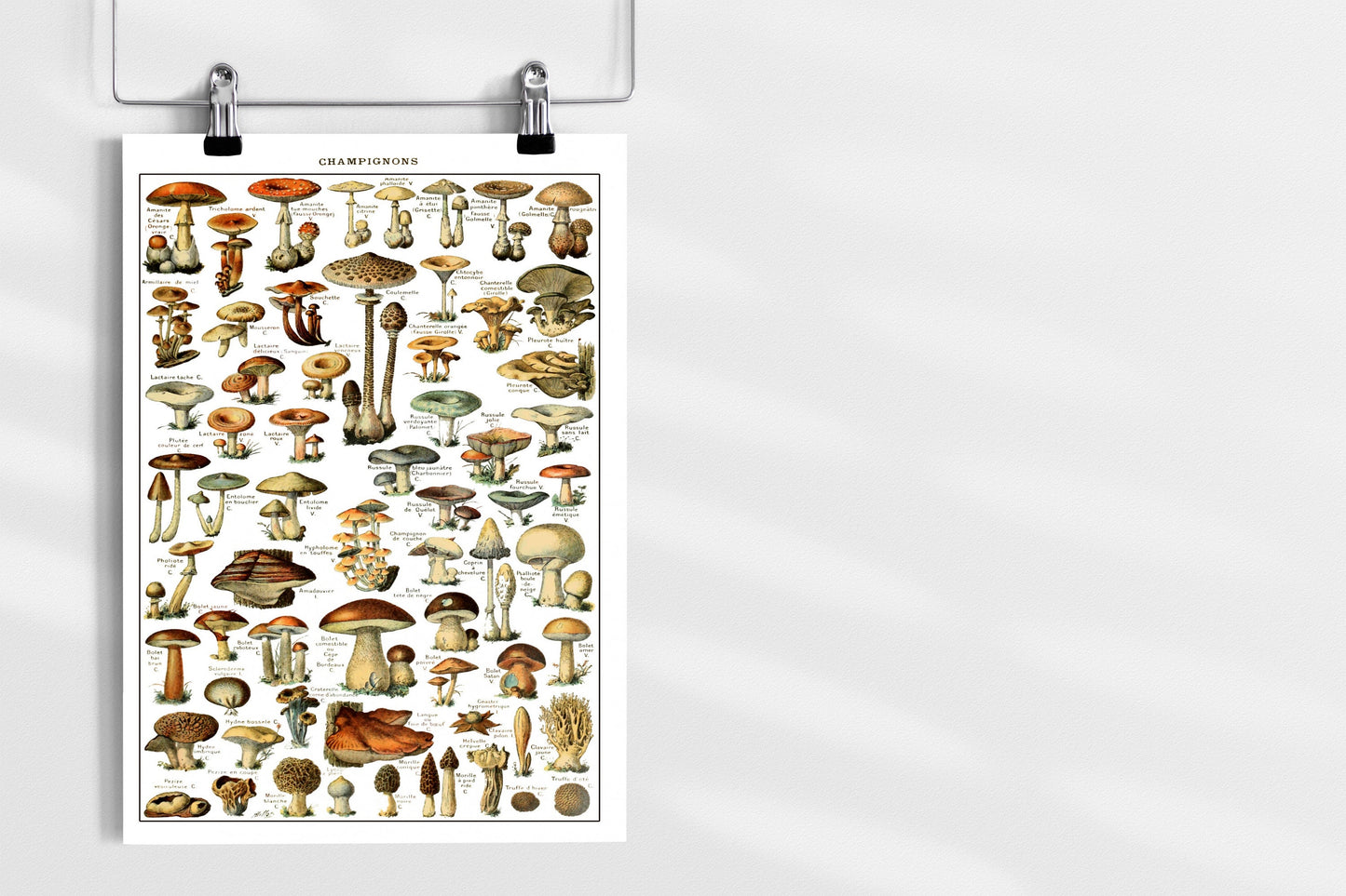 Mushrooms Prints Fungi Art Chart of Mushroom varieties Illustration Adolphe Milot Poster Print Wall Hanging Decor A4 A3 A2