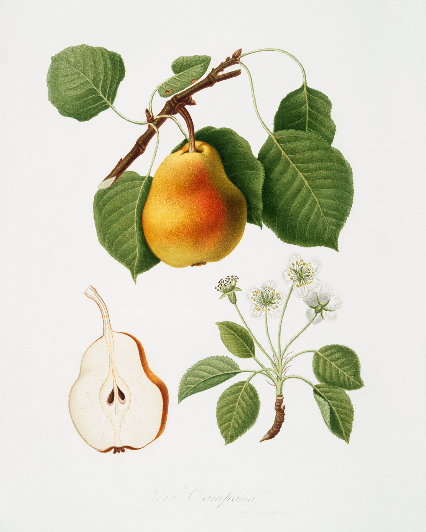 Vintage Pear Illustration Poster Print Wall Hanging Decor A4 A3 A2
