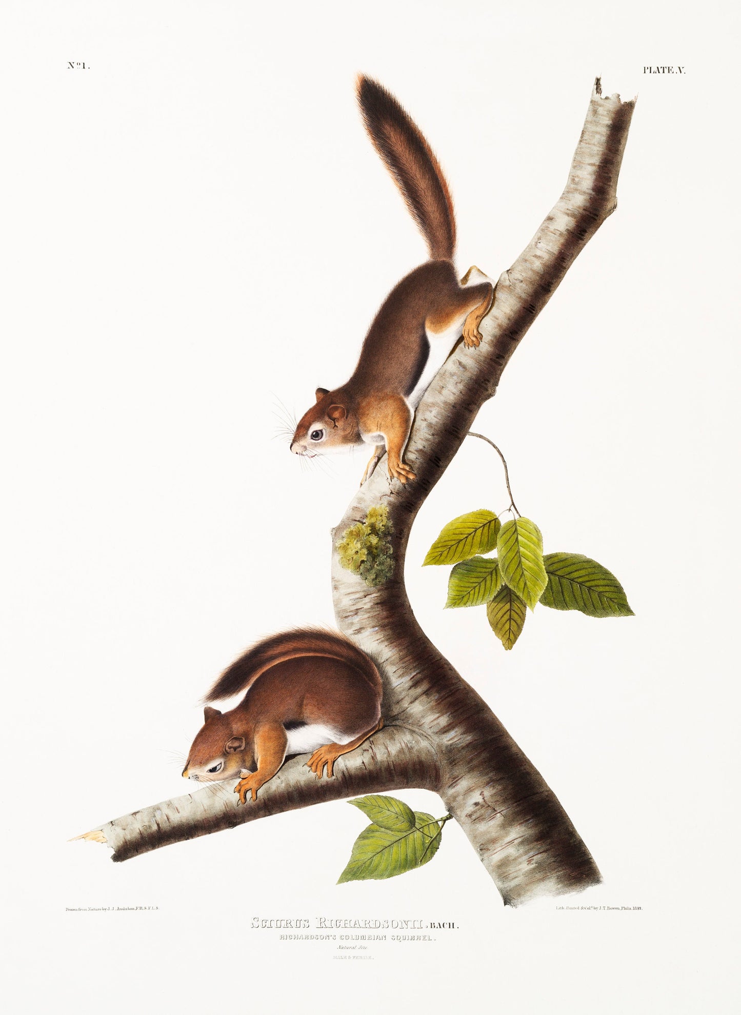 Illustration of Columbian Squirrel Poster Print Wall Hanging Decor A4 A3 A2