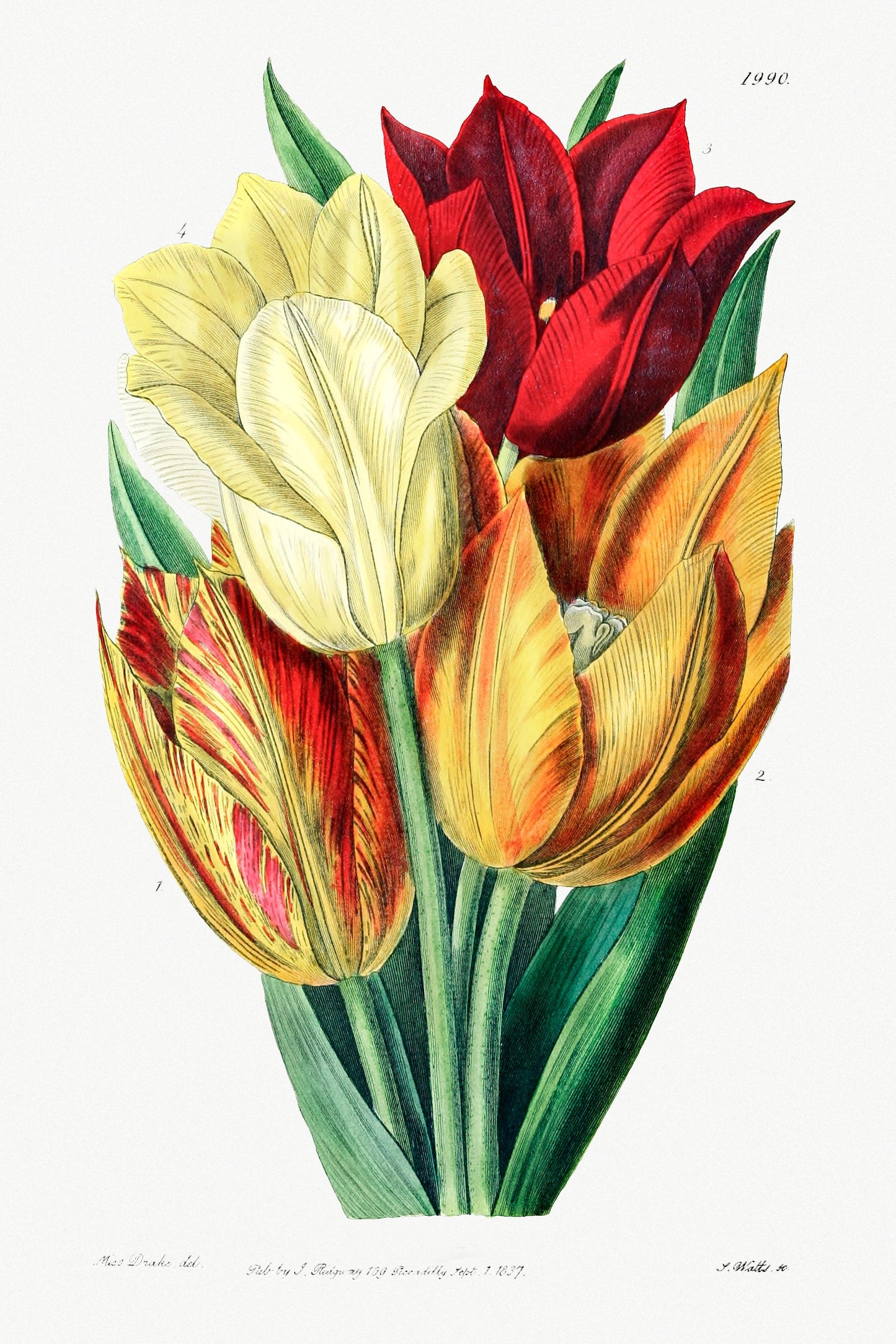 Rough stemmed tulip Illustration Poster Print Wall Hanging Decor A4 A3 A2