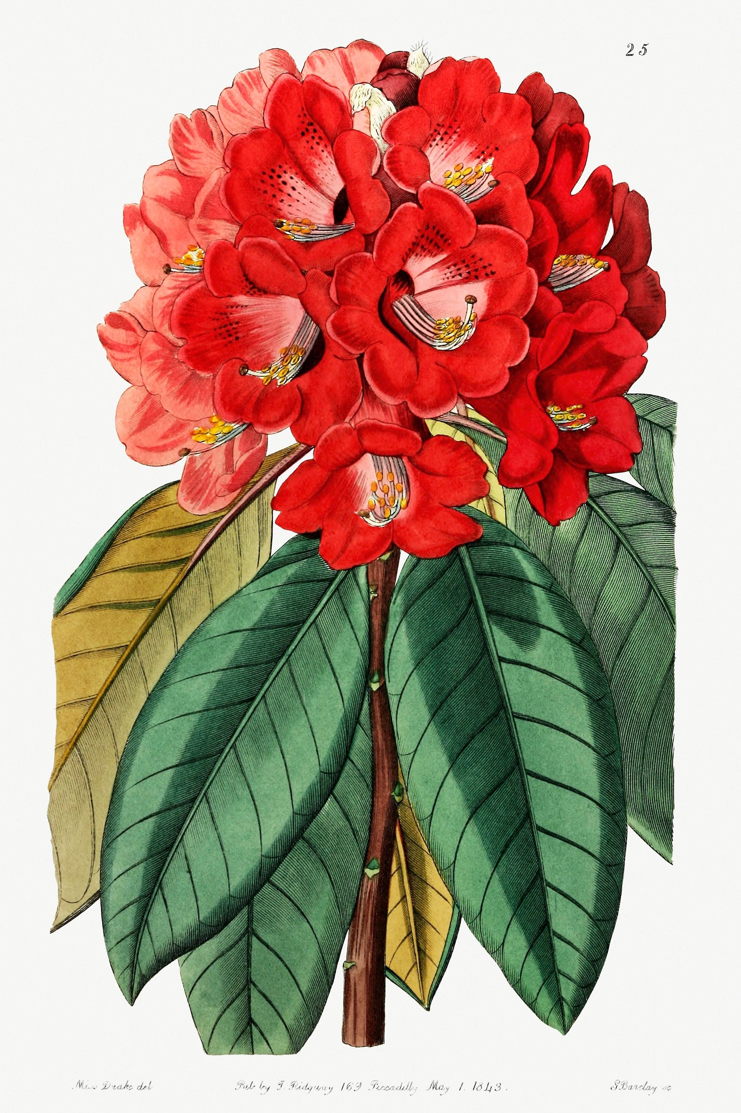 Rhododendron Rollissonii Plant Illustration Poster Print Wall Hanging Decor A4 A3 A2