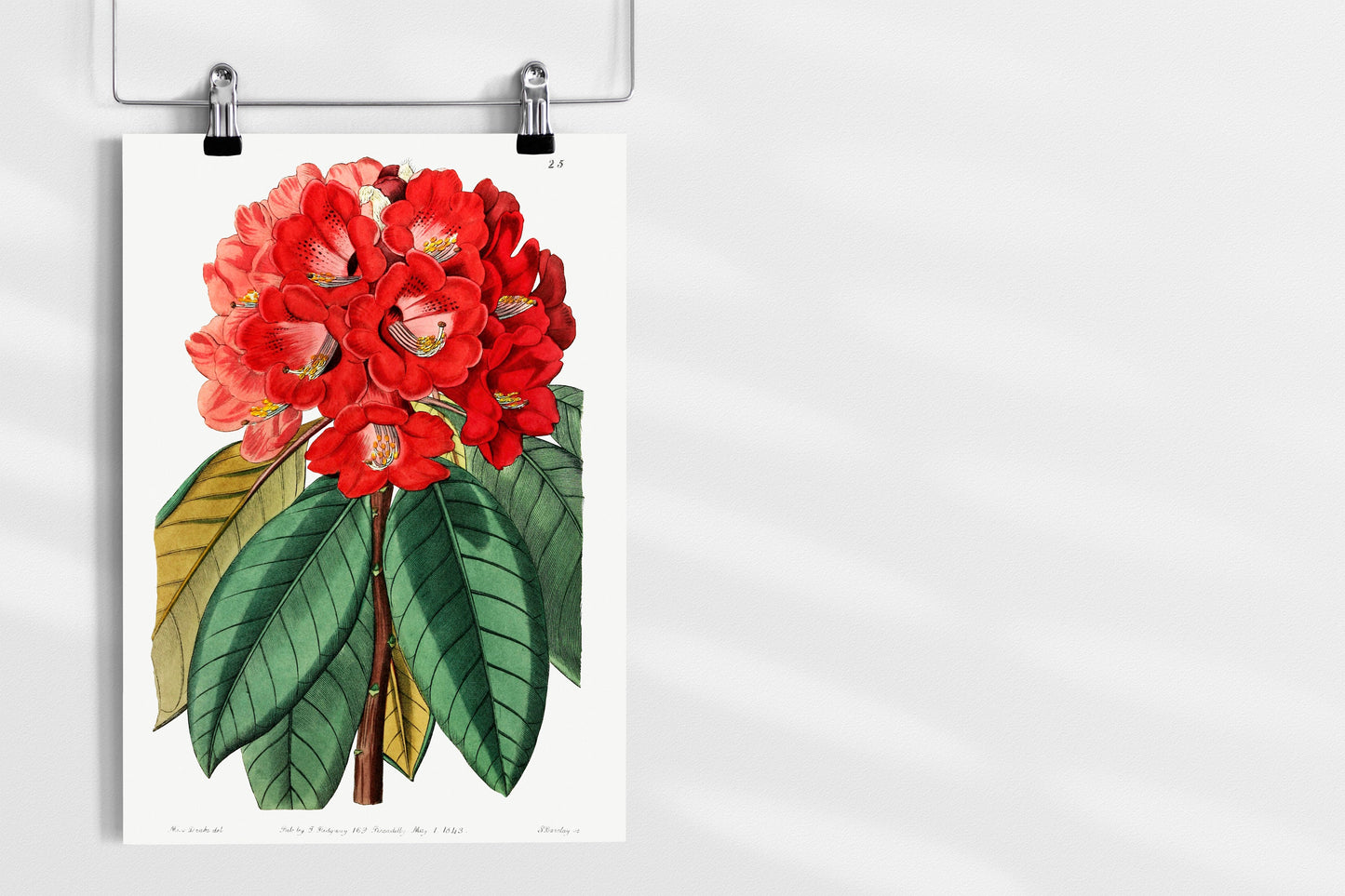 Rhododendron Rollissonii Plant Illustration Poster Print Wall Hanging Decor A4 A3 A2