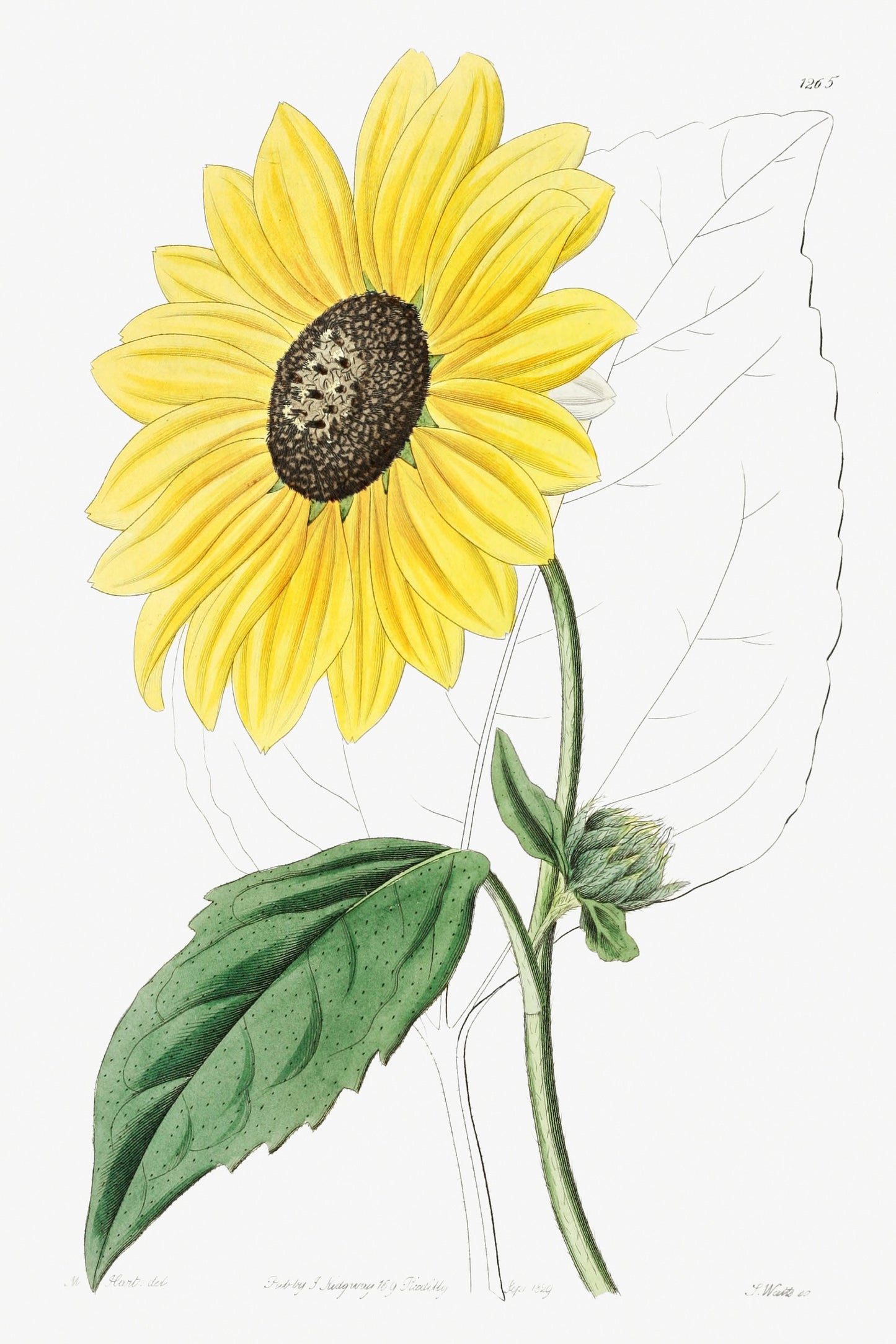 Californian Sunflower Flower Illustration Poster Print Wall Hanging Decor A4 A3 A2