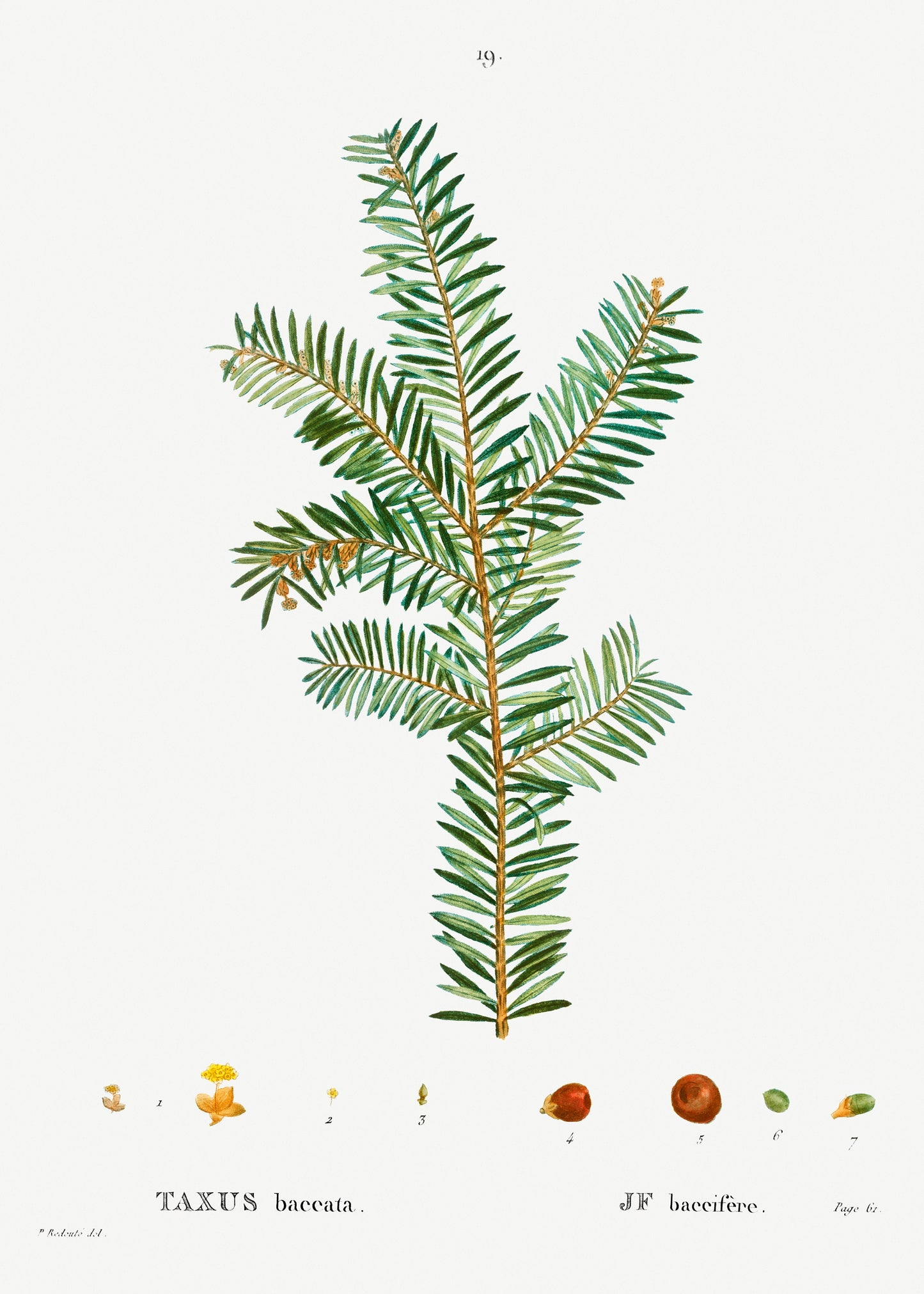 English Yew (Taxus baccata) Tree Illustration Poster Print Wall Hanging Decor A4 A3 A2
