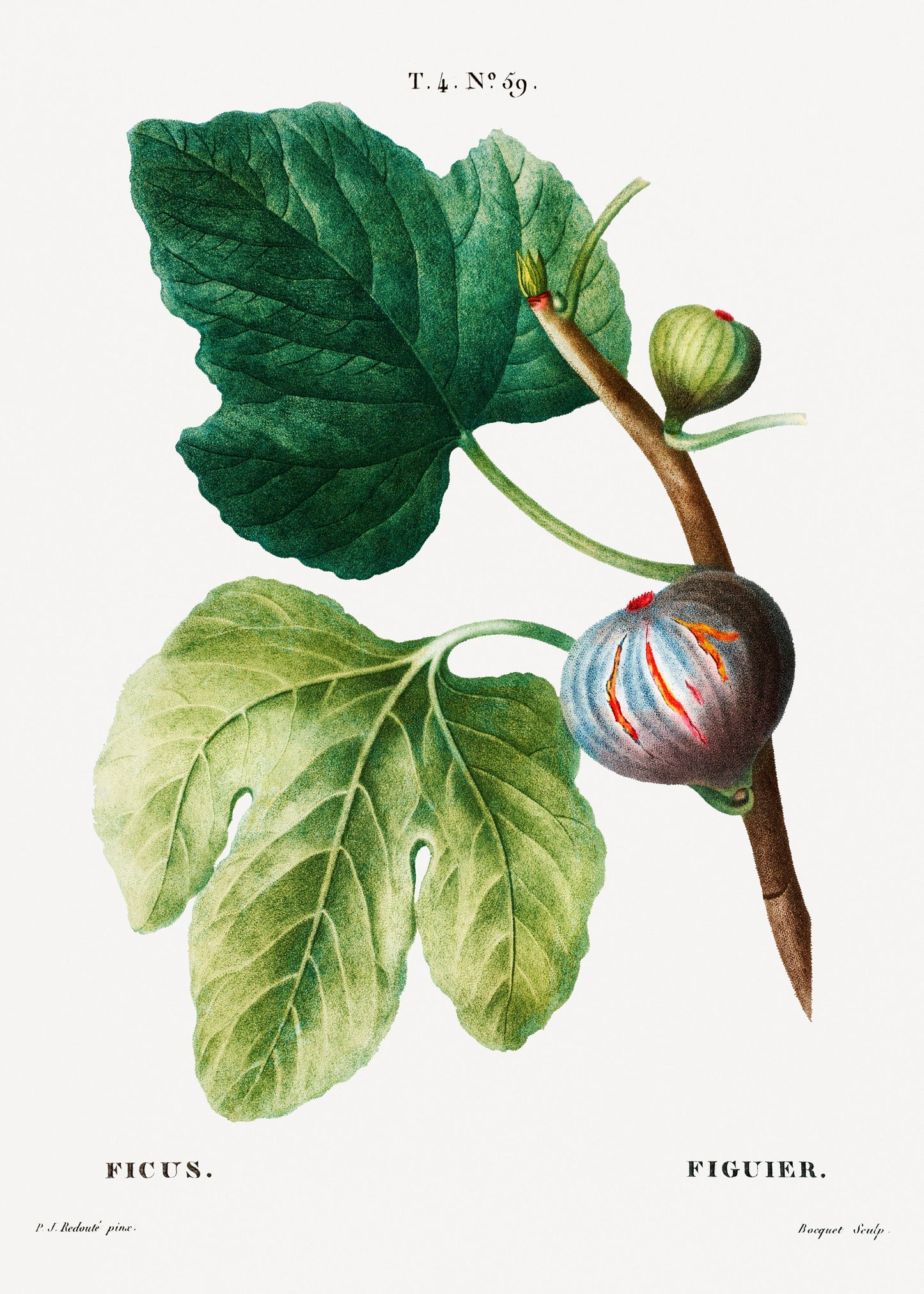 Illustration of Figs Poster Print Wall Hanging Decor A4 A3 A2