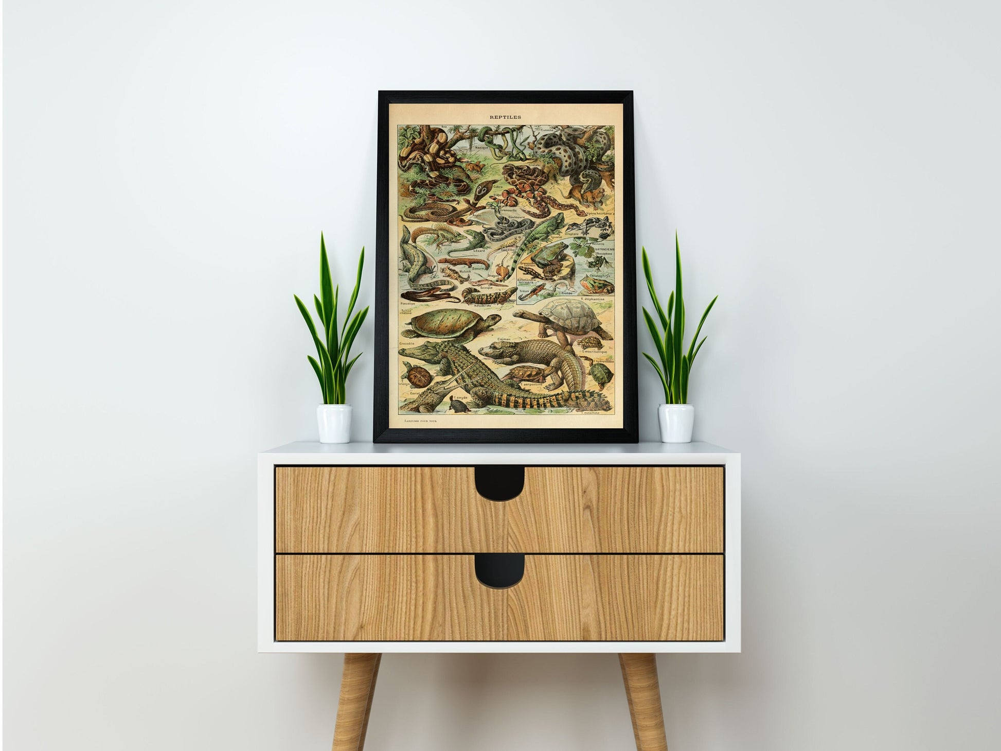 Types of Reptiles Illustration by Adolphe Millot Poster Print Wall Hanging Decor A4 A3 A2
