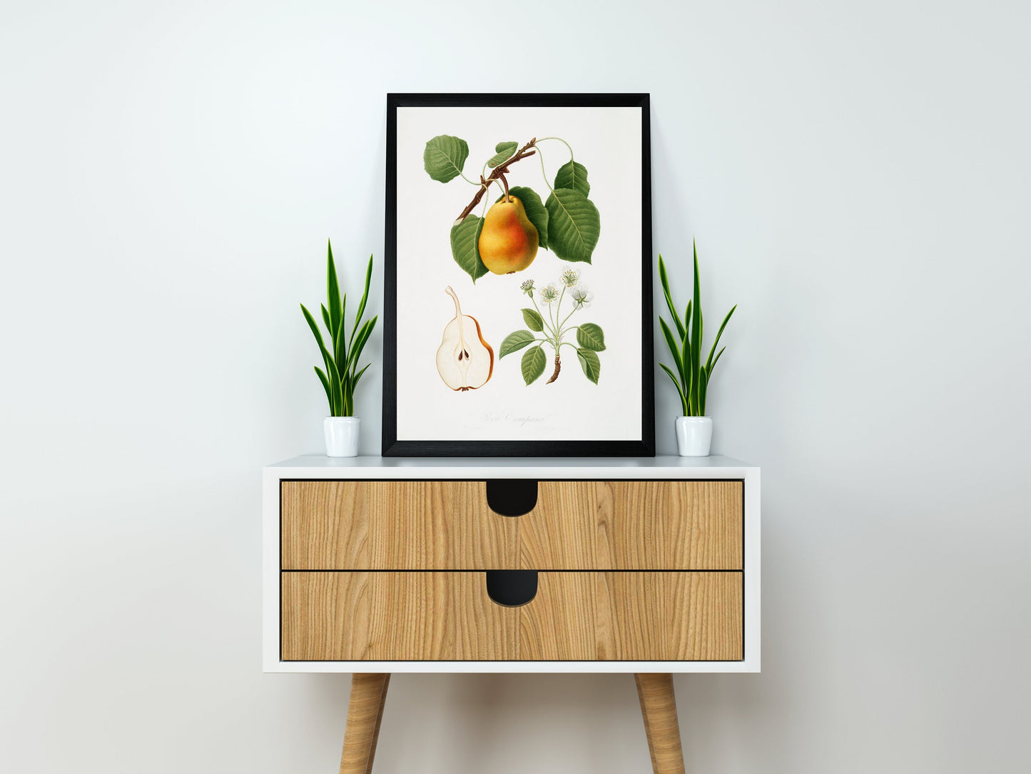 Vintage Pear Illustration Poster Print Wall Hanging Decor A4 A3 A2