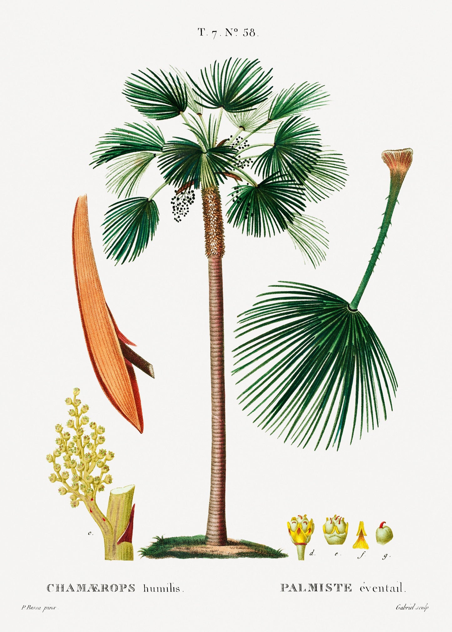Palm Tree Art Print | Botanical Print | Tropical Wall Art | Botanical Art Poster | Palm Leaves Illustration | Palm Tree Home Décor
