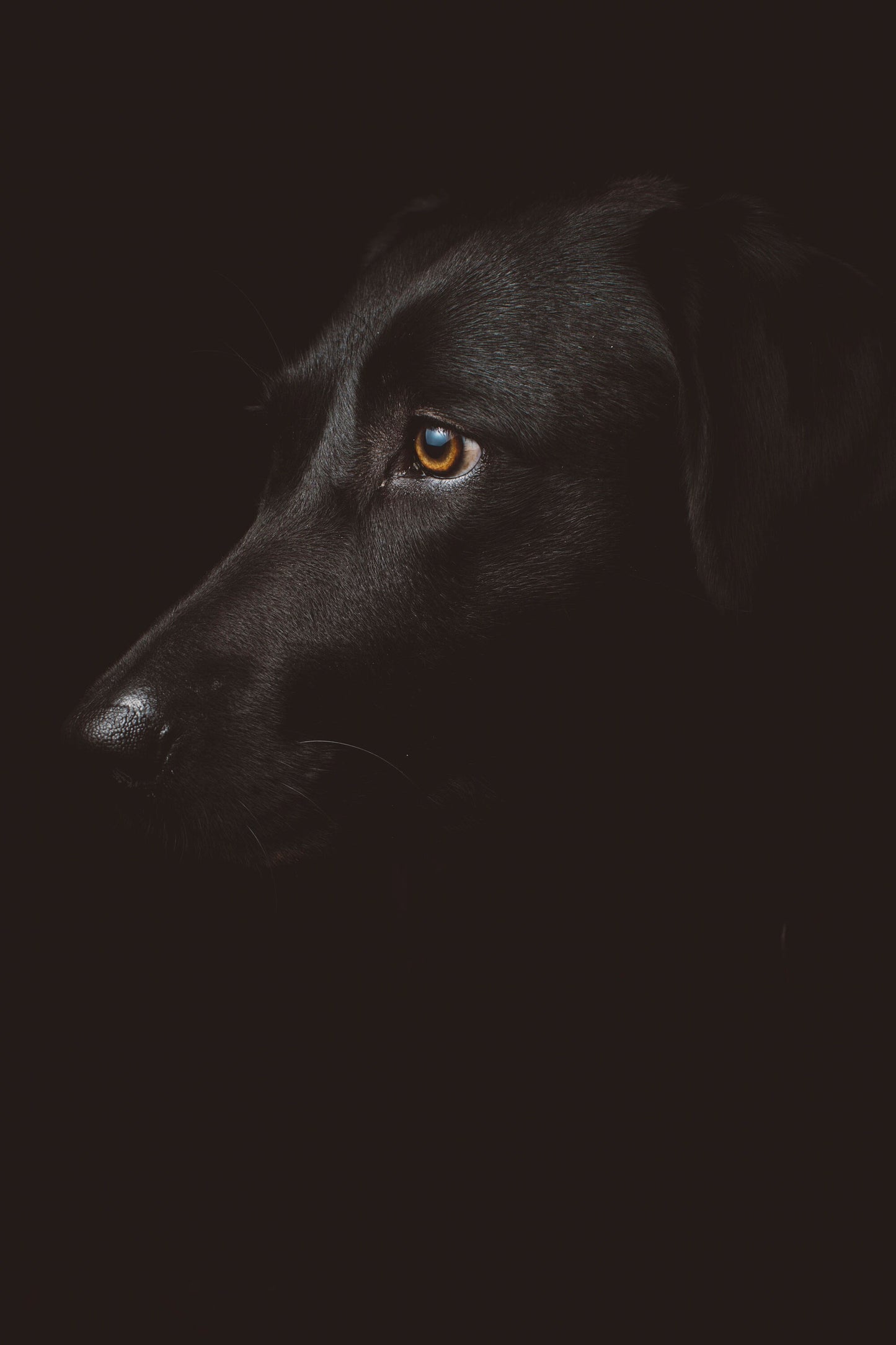 Black Labrador Retriever Dog | Dog Wall Art | Pet Portraits | Dog Posters | Dog Prints | Gift for dog lover | Gift for animal lover