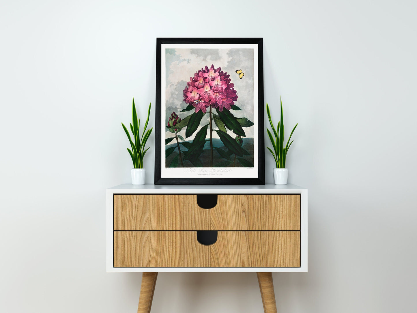 The Pontic Rhododendron | Botanical Prints | Botanical Posters | Flower Prints | Kitchen Wall Decor | Plant Decor | Flower Illustration
