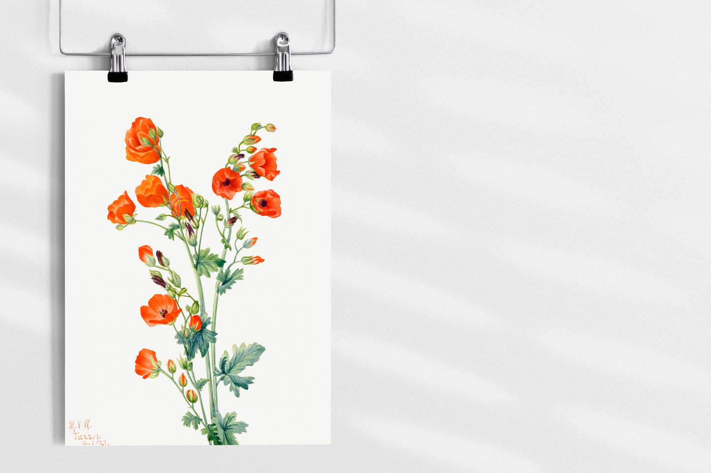 Scarlet Globe Mallow (Sphaeralcea grossulariaefolia) (1927) by Mary Vaux Walcott | Flower Wall Art | Orange Flower Print | Flower Poster