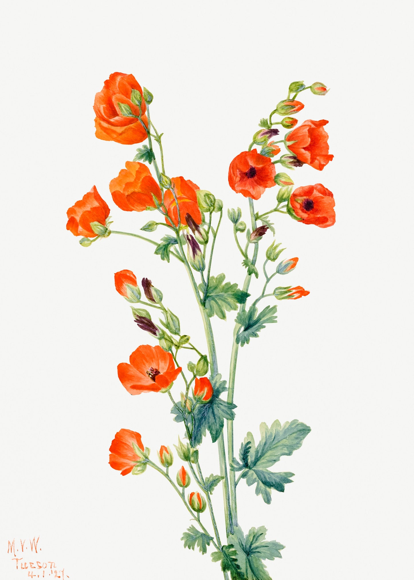 Scarlet Globe Mallow (Sphaeralcea grossulariaefolia) (1927) by Mary Vaux Walcott | Flower Wall Art | Orange Flower Print | Flower Poster