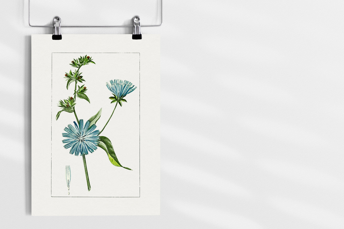 Hand drawn blue chicory Print | Flower Wall Art | Botanical Prints | Vintage Botanical Art | Tropical Flower Prints | Blue Flower Wall Art
